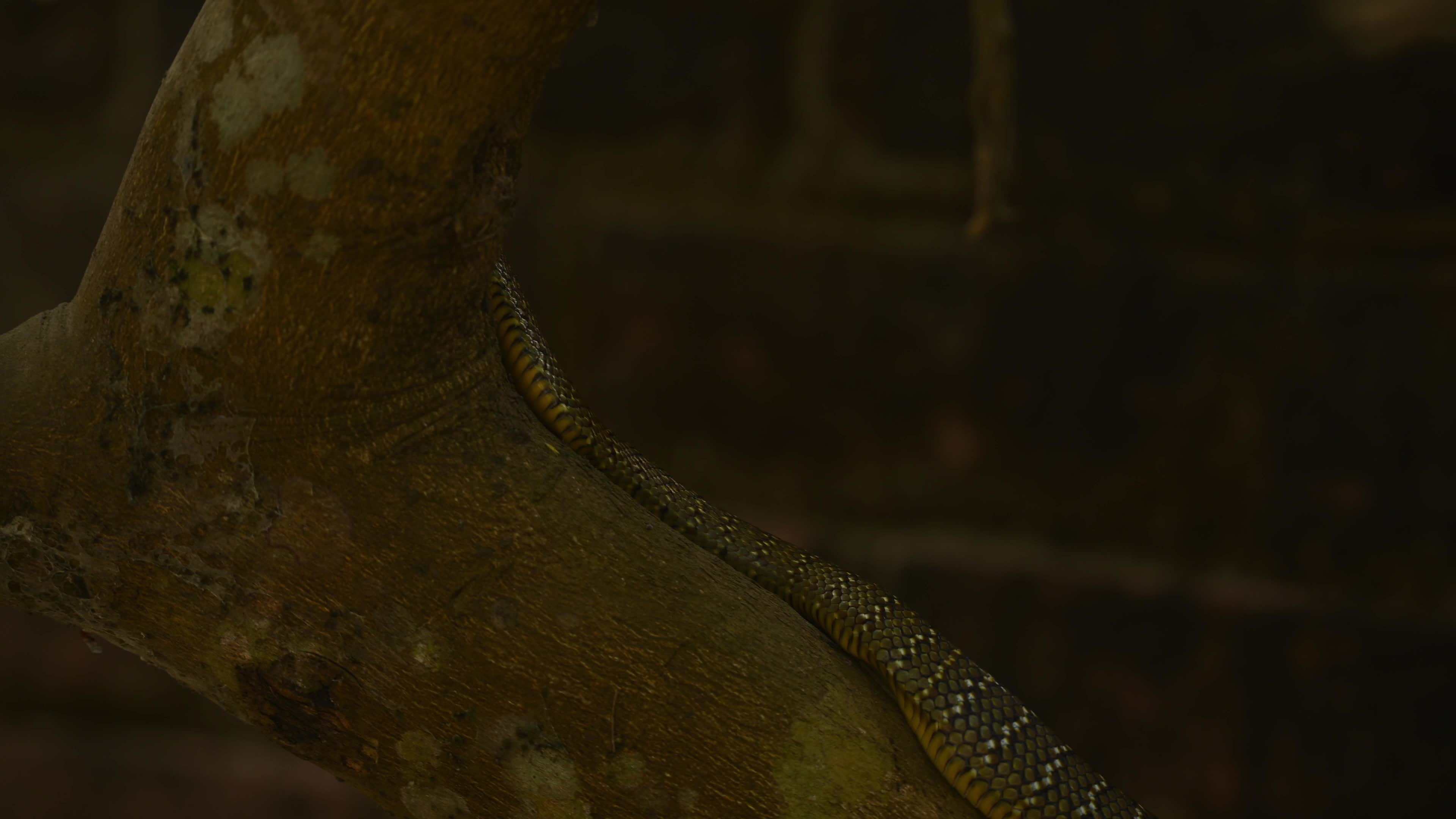Indian Rat Snake - Farmer's friend - Nature’s Own Pest Control