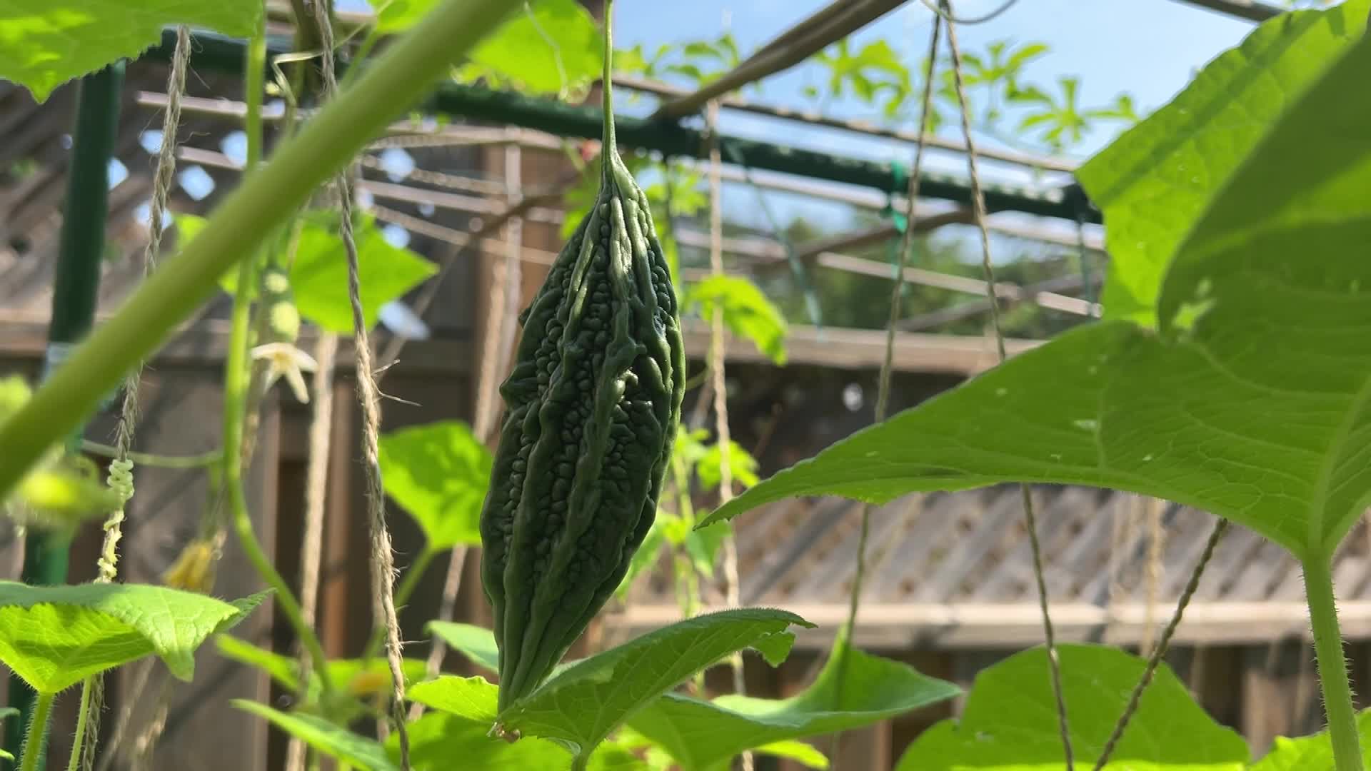 La vita quotidiana durante l'estate a Toronto - 07/07/2025