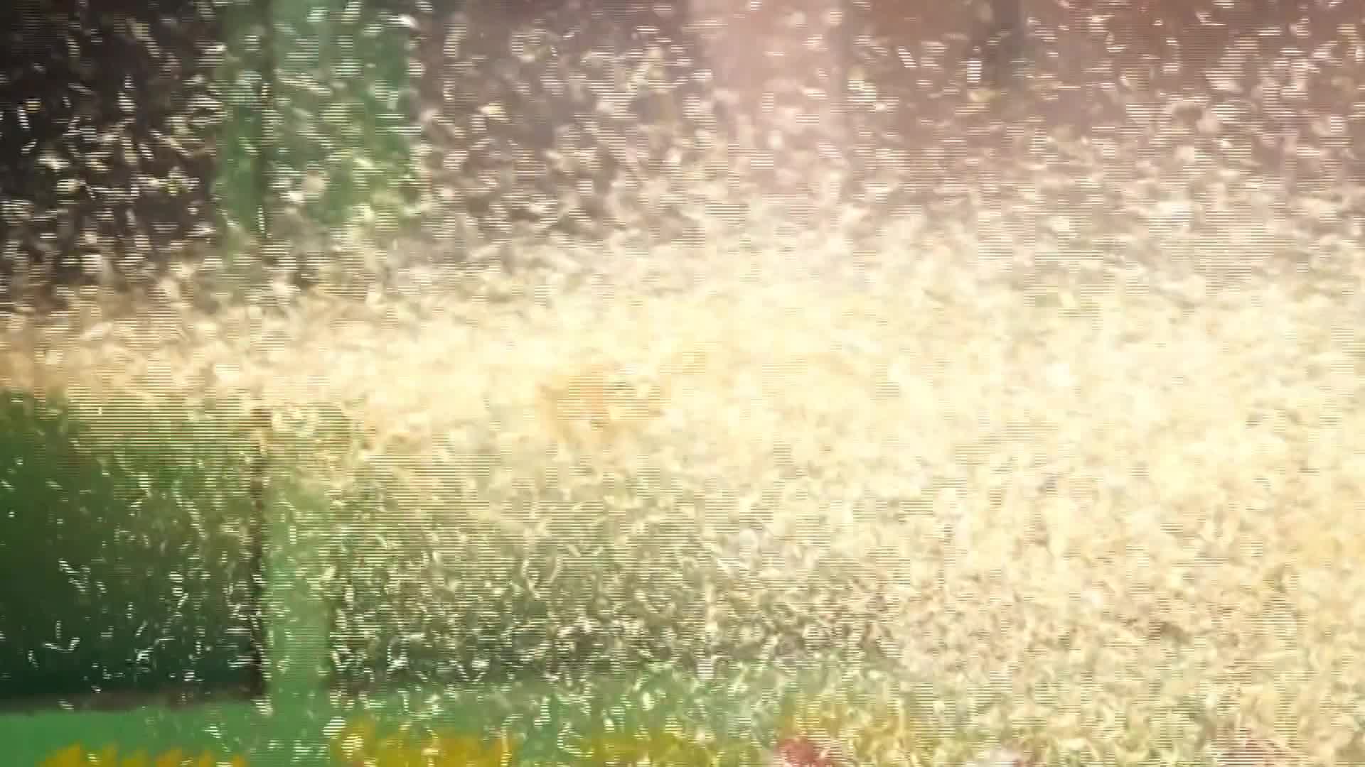 Raccolto di Grano in India - 25/03/2026