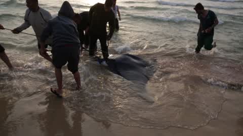Fish Of Stingrays In Gaza City