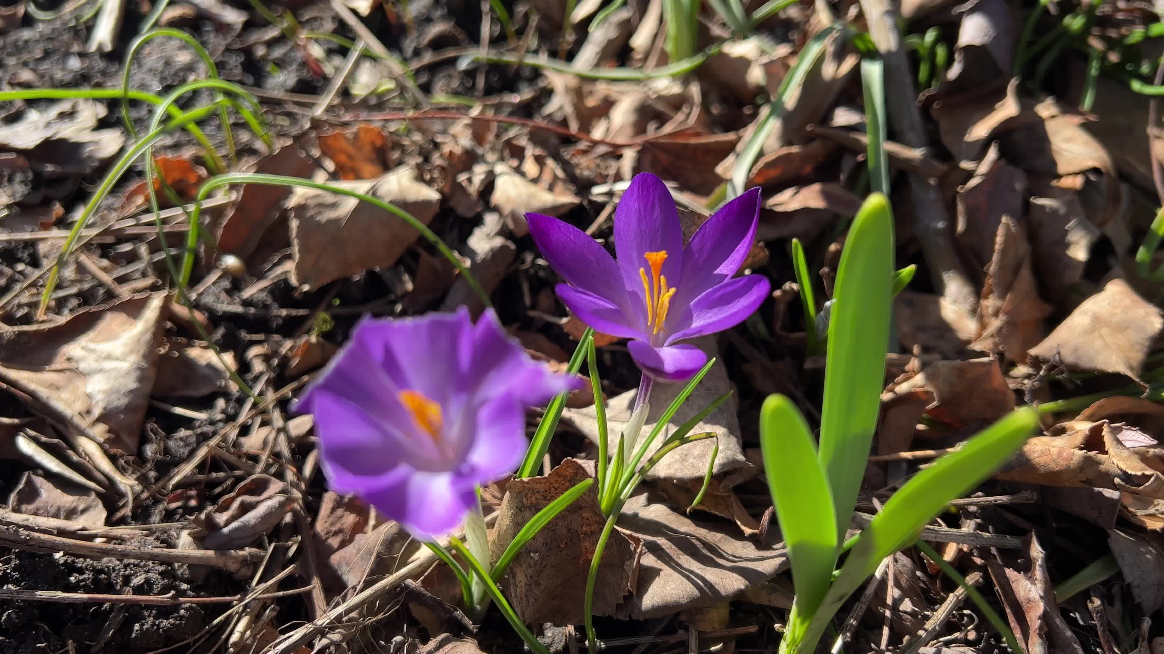 Spring season in Toronto