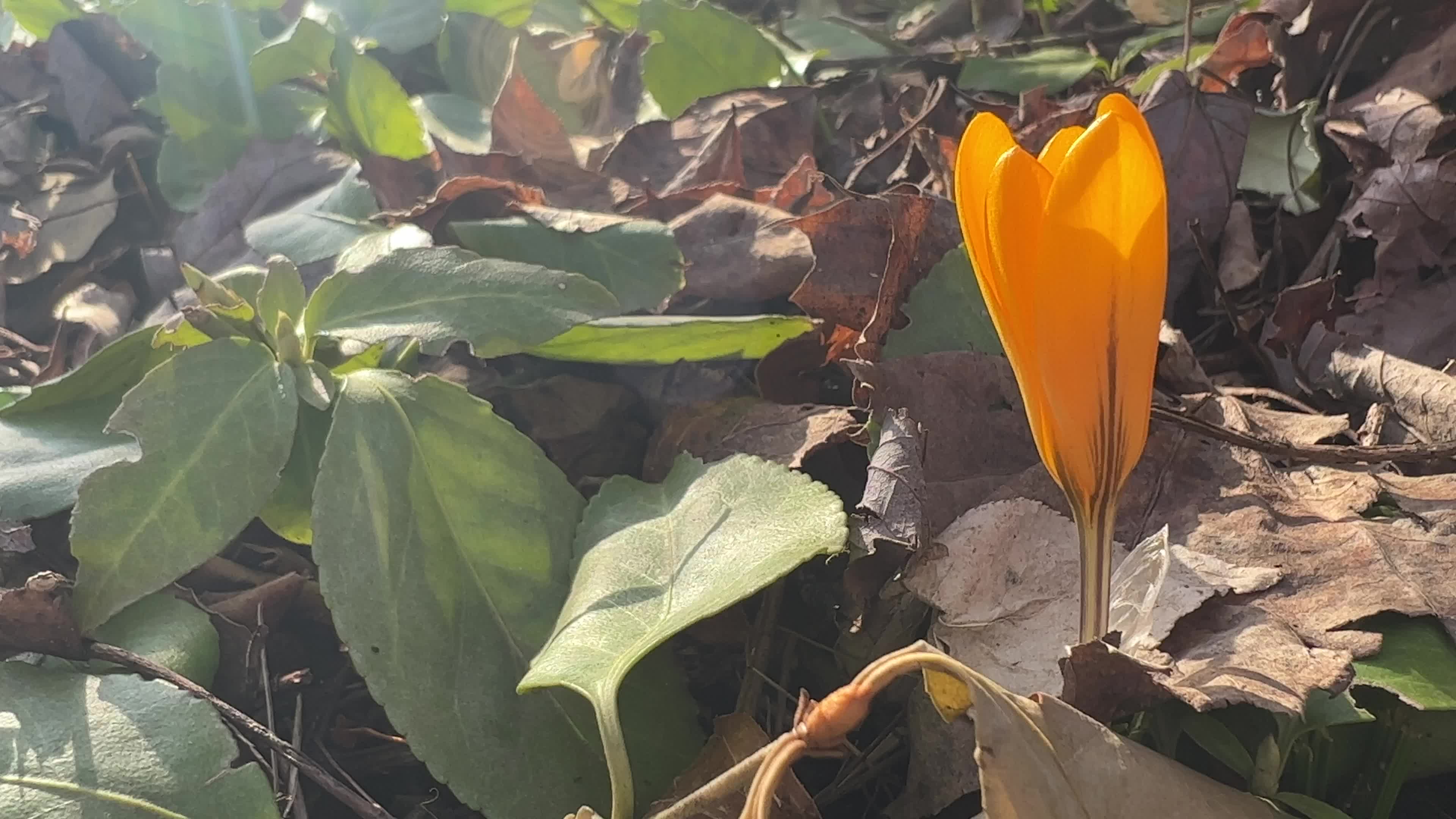 Spring season in Toronto