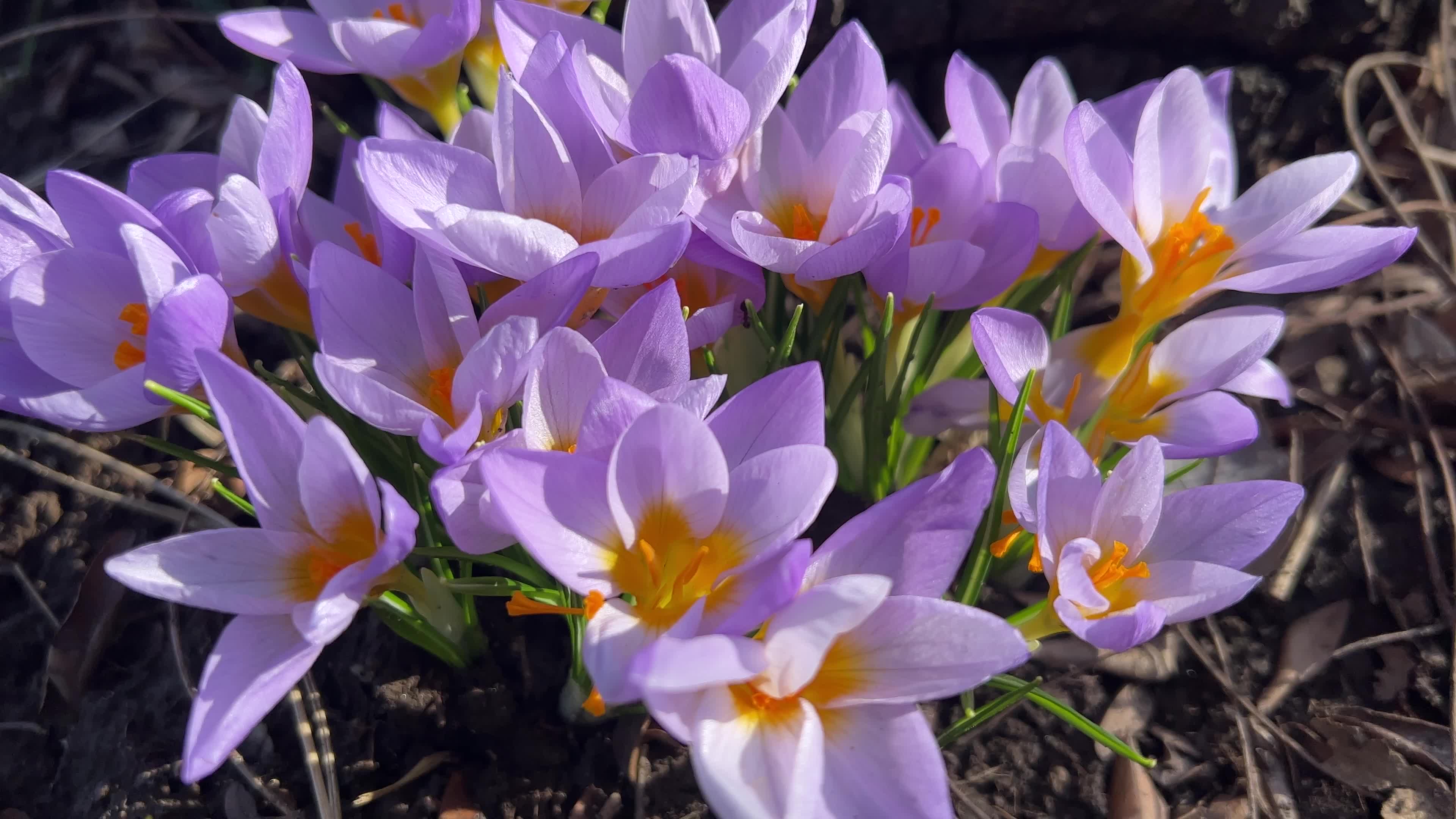 Spring season in Toronto