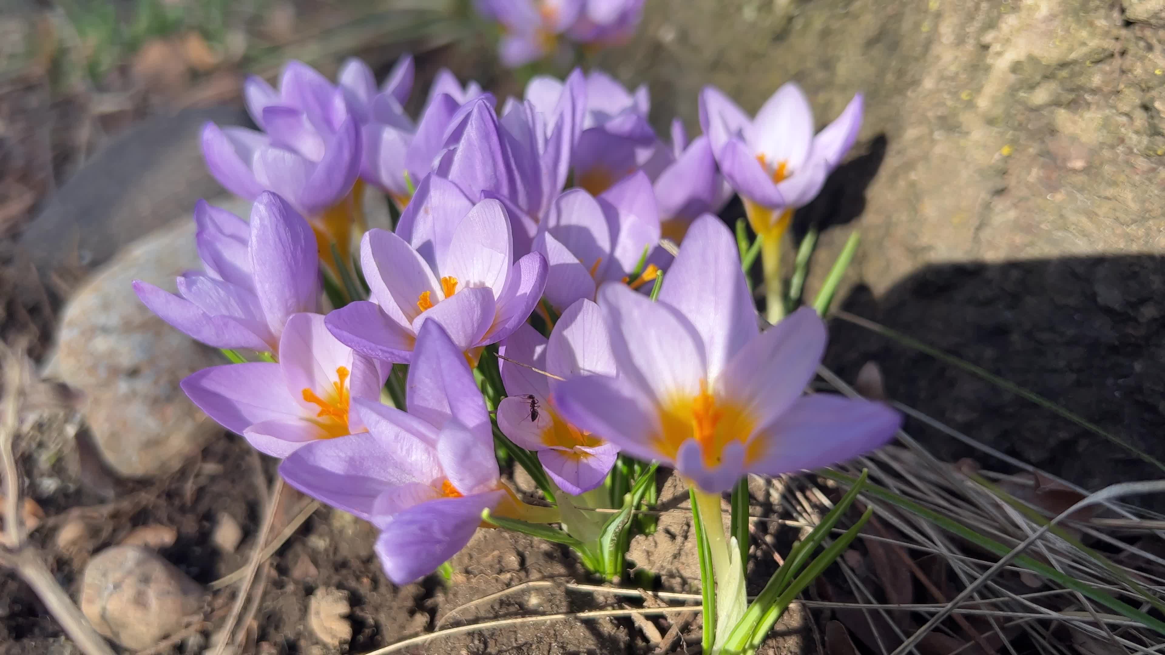 Spring season in Toronto