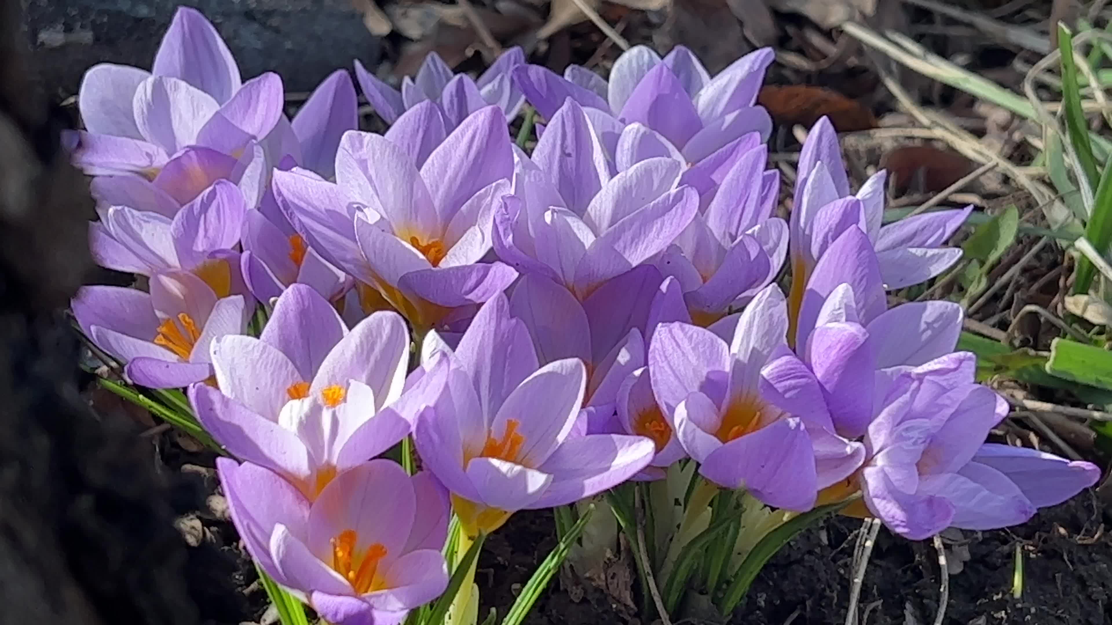 Spring season in Toronto