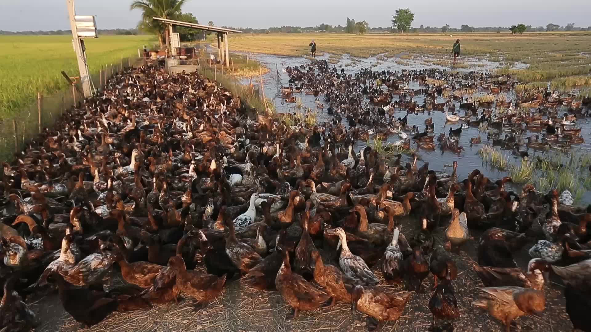 A farmer tends to his flock of ducks