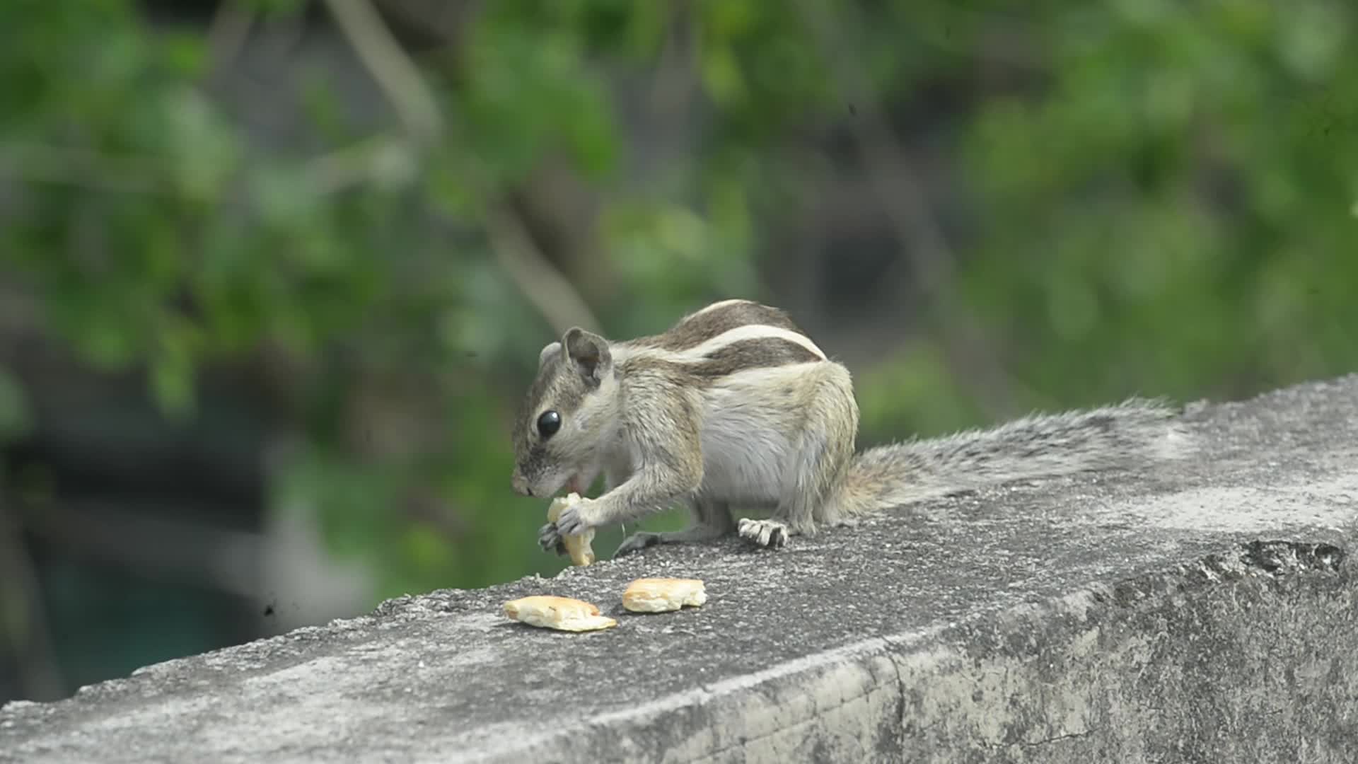 Squirrel eats food