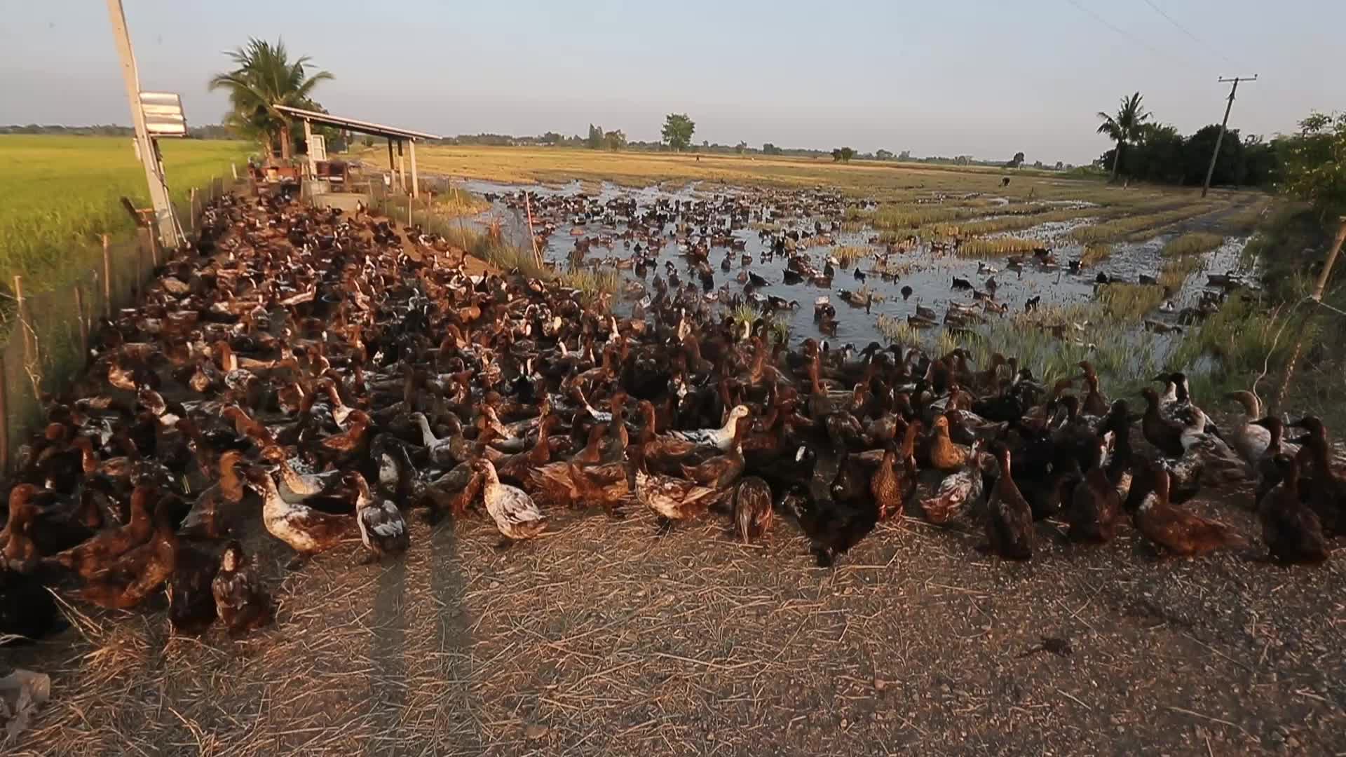 A farmer tends to his flock of ducks