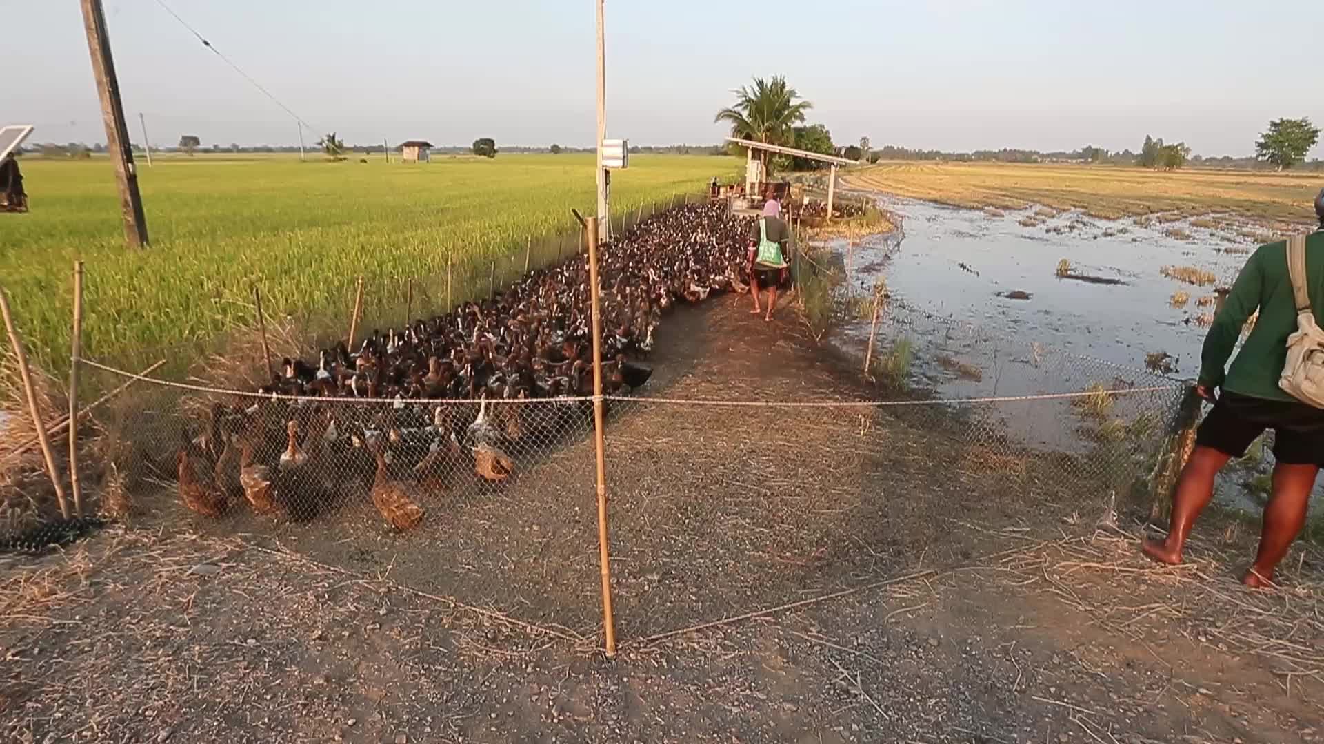 A farmer tends to his flock of ducks