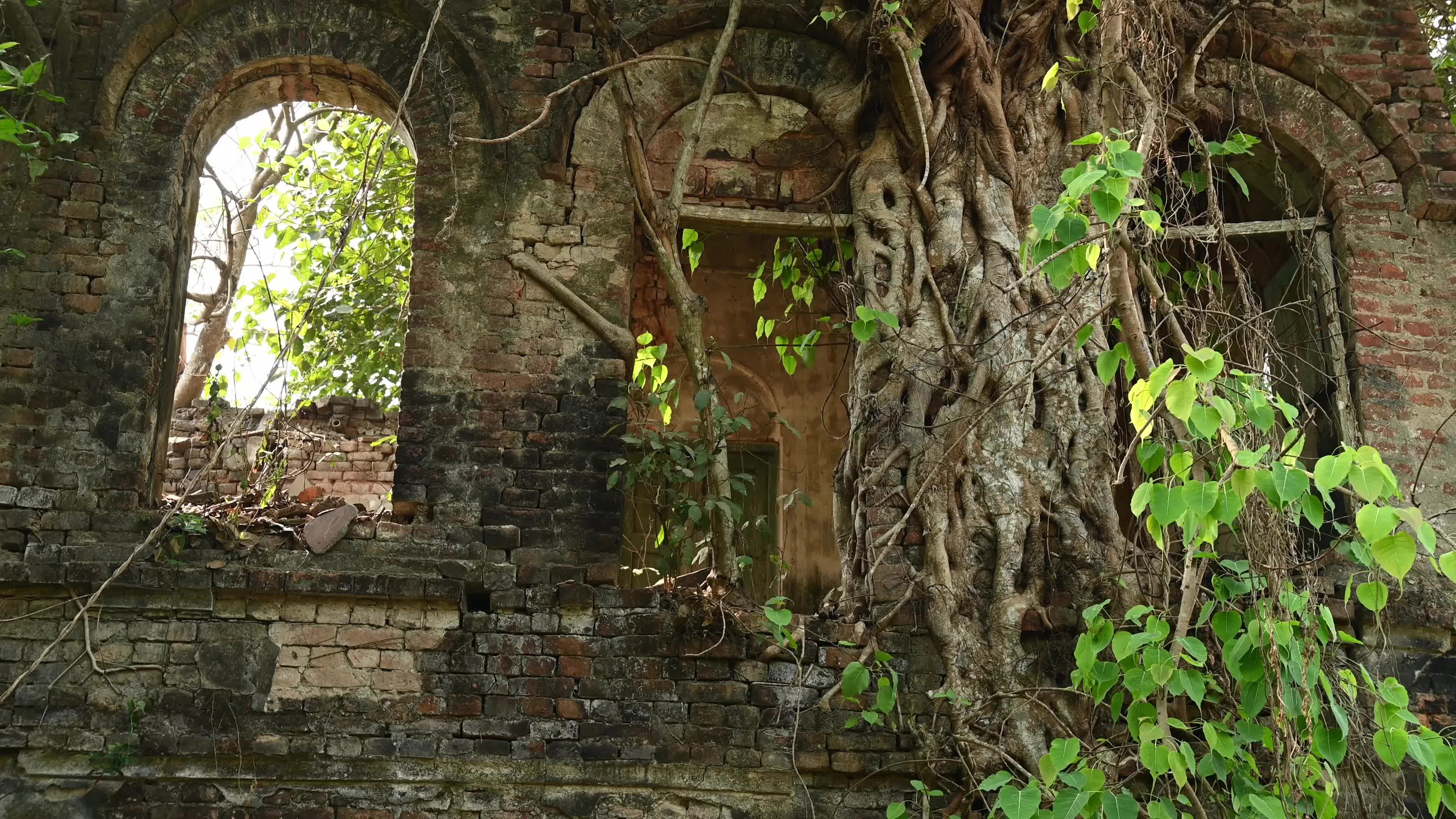 Large Trees growing on an abandoned house