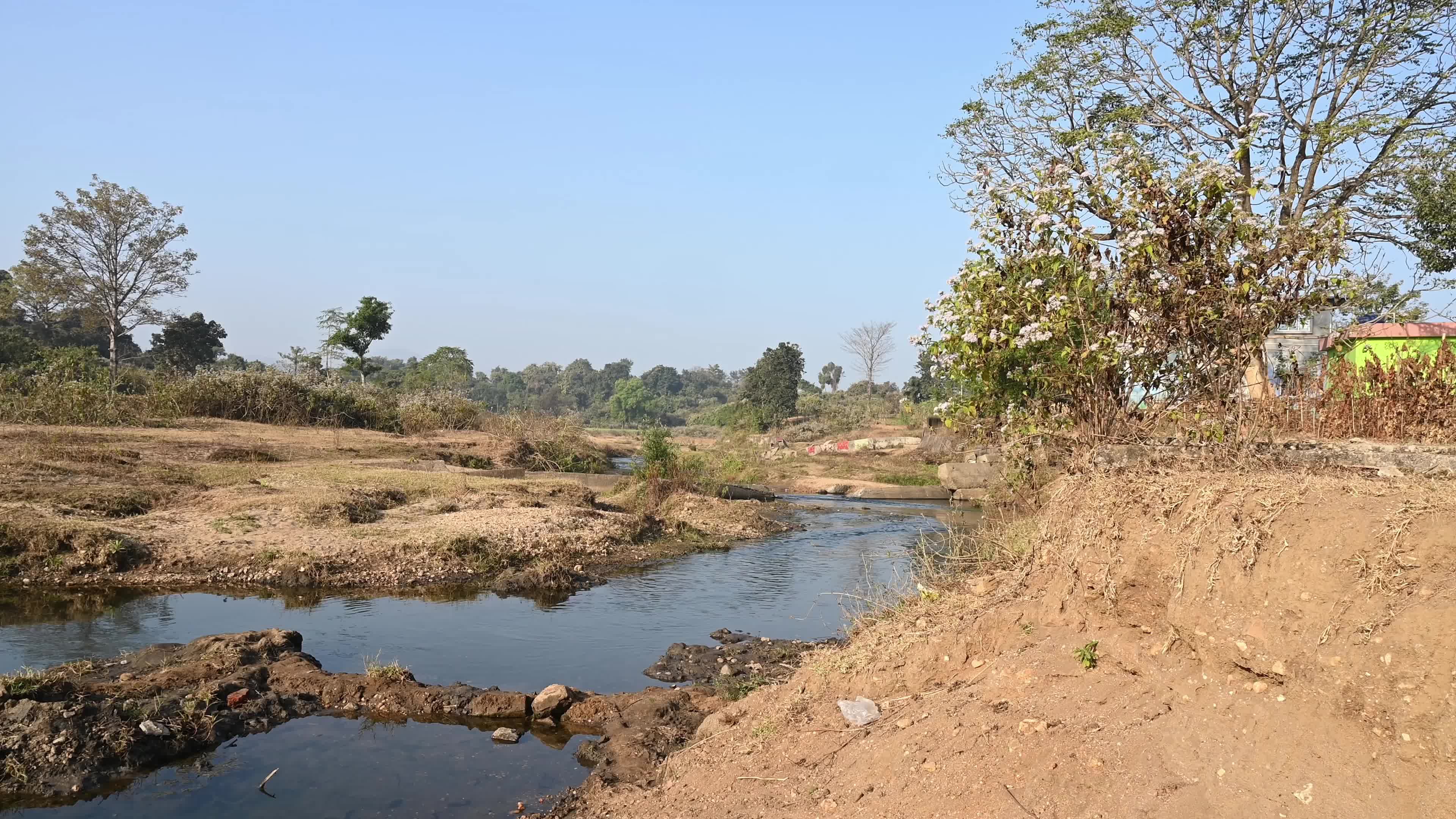Ajodhya Hills - Indian Plateau - Ipomoea Carnea (Pink Morning Glory)