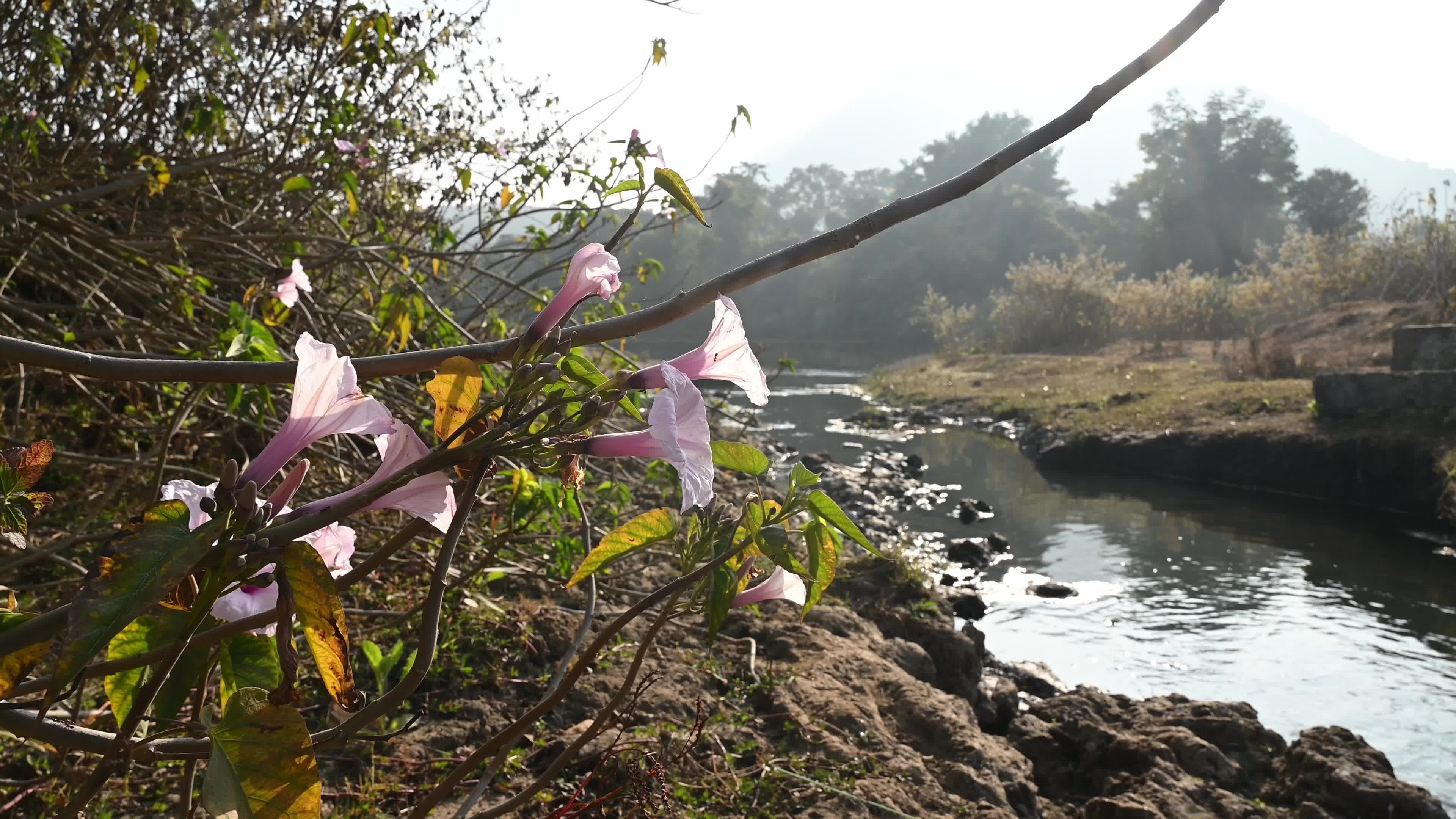 Ajodhya Hills - Indian Plateau - Ipomoea Carnea (Pink Morning Glory)