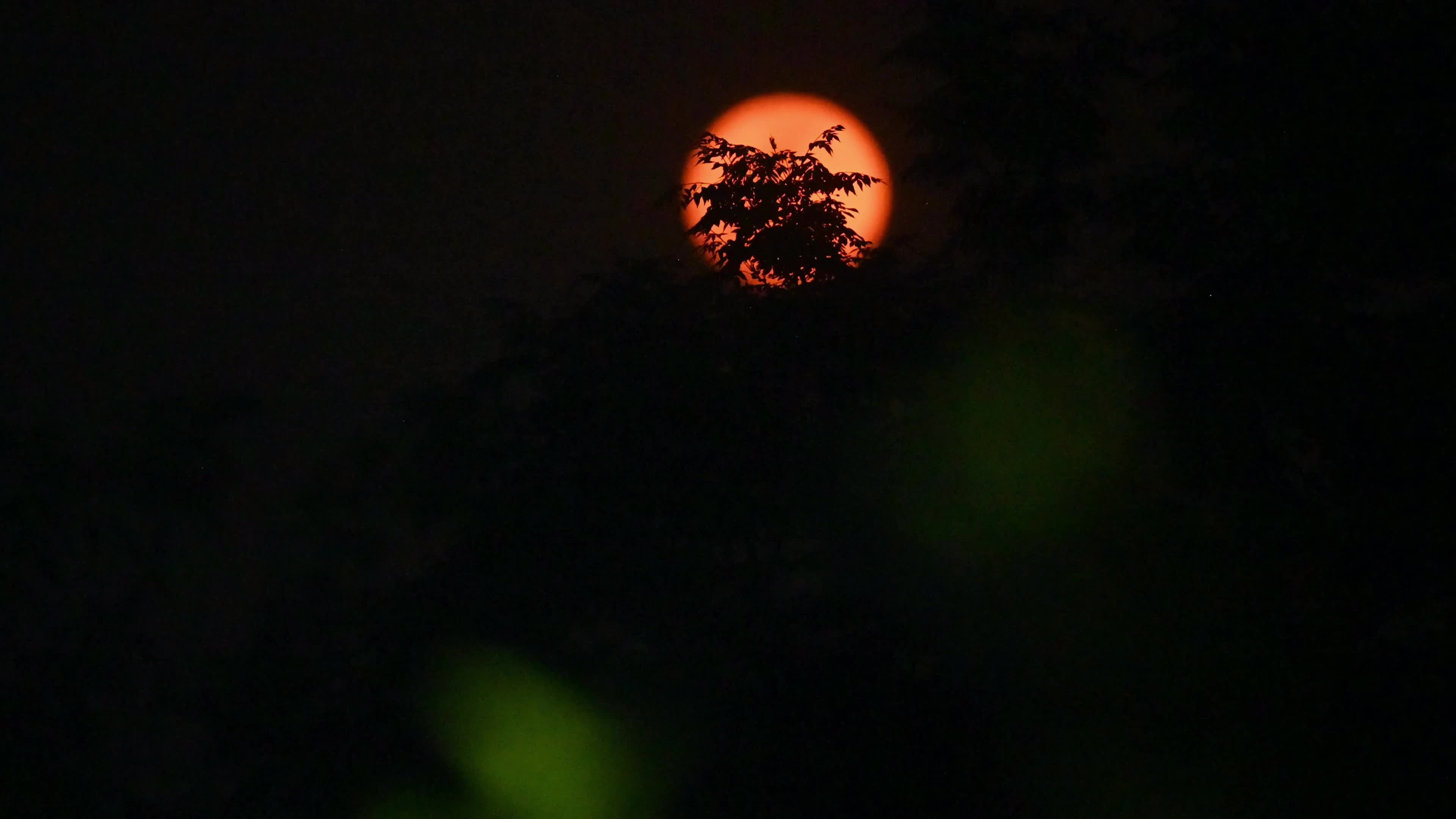 Pink Moon April - 2026