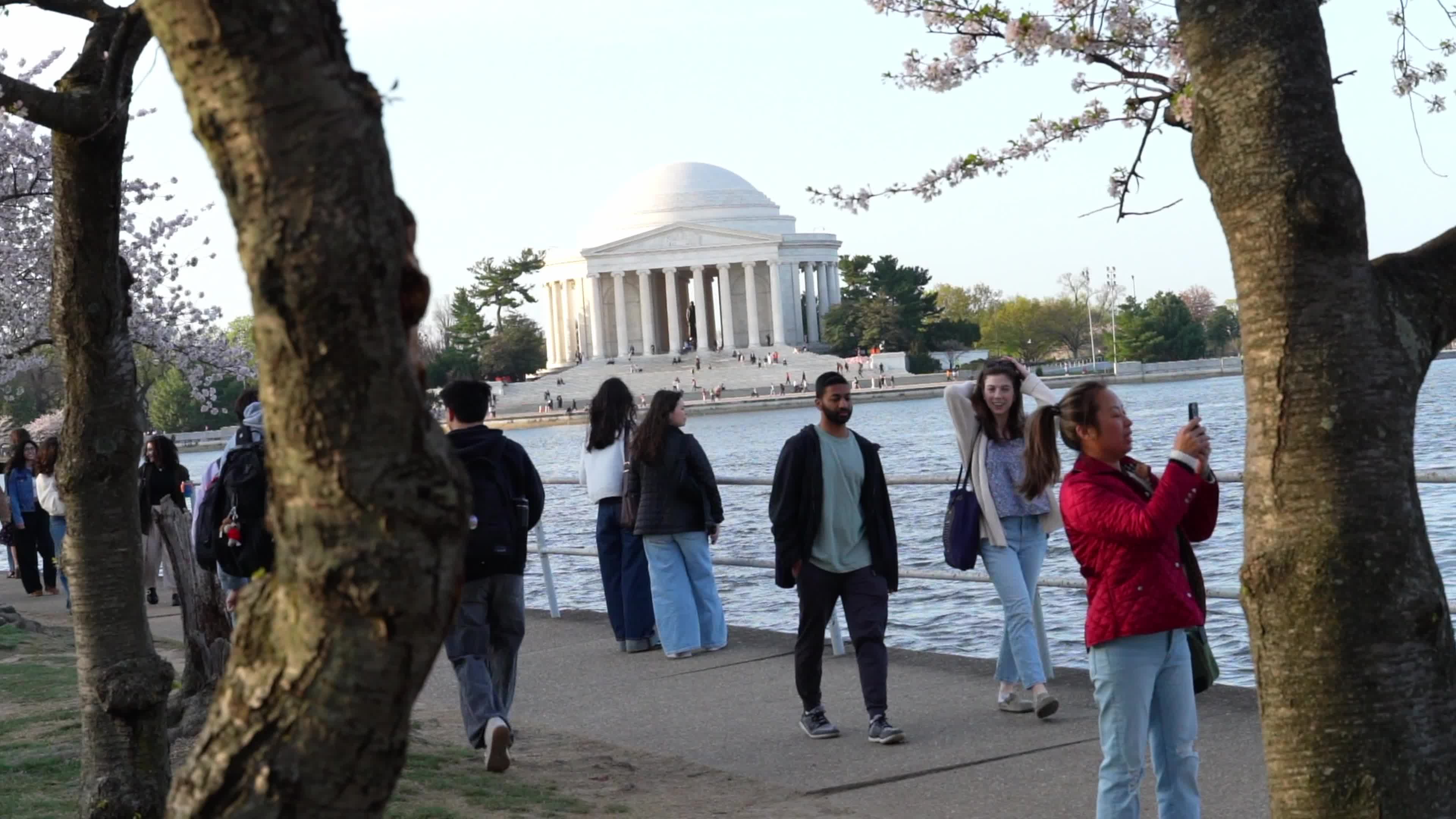 Cherry Blossoms Times In Washington DC