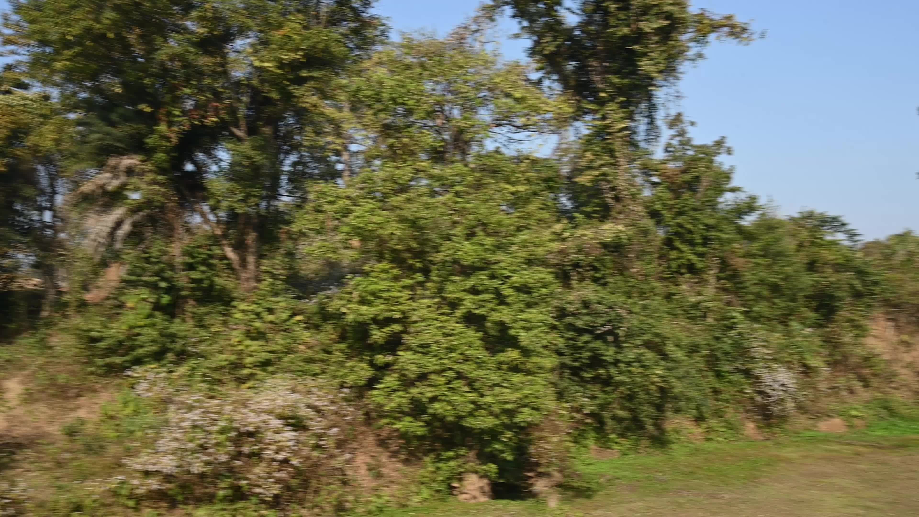 Ajodhya Hills - Indian Plateau - Ipomoea Carnea (Pink Morning Glory)
