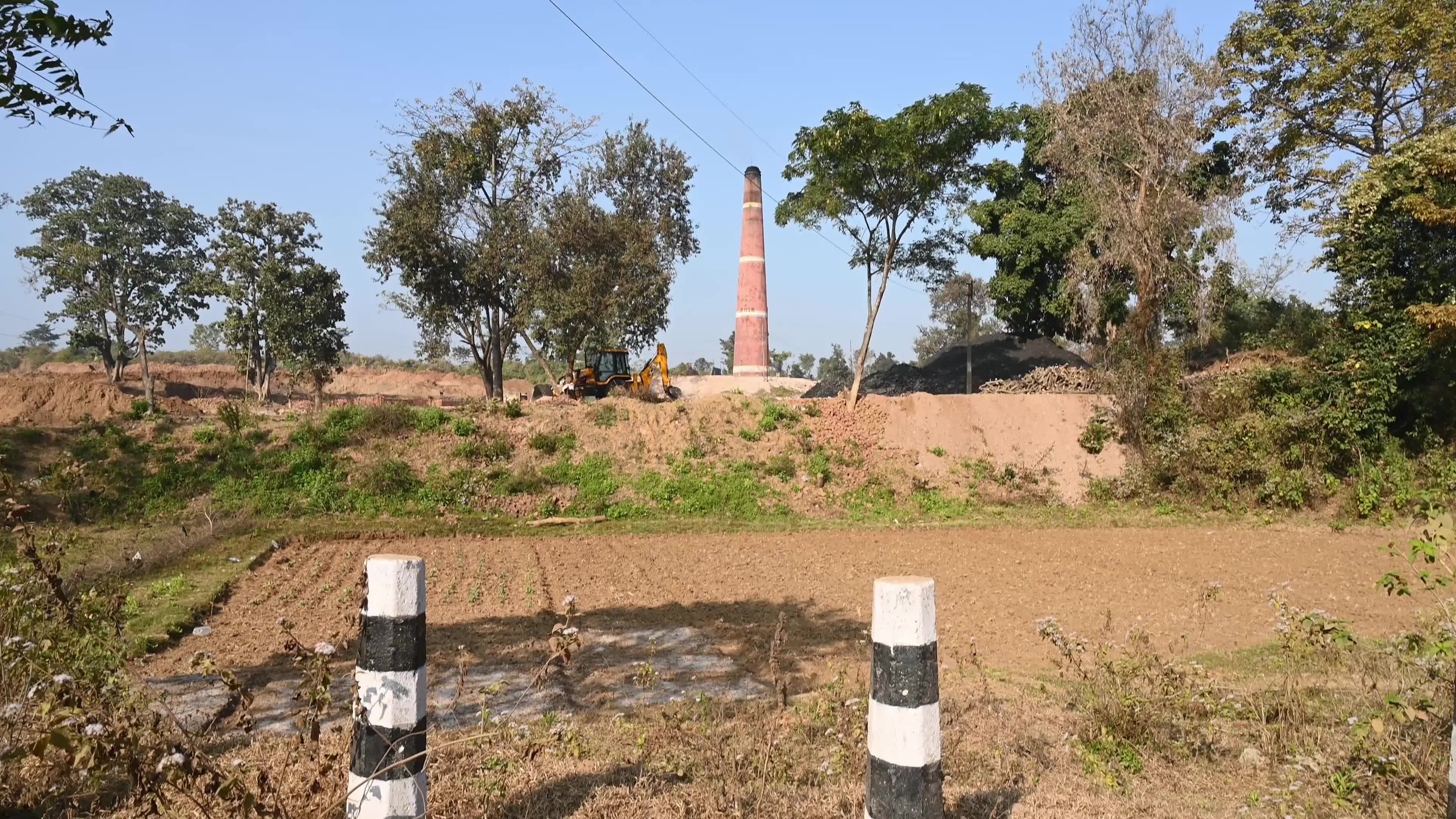 Ajodhya Hills - Indian Plateau - Ipomoea Carnea (Pink Morning Glory)