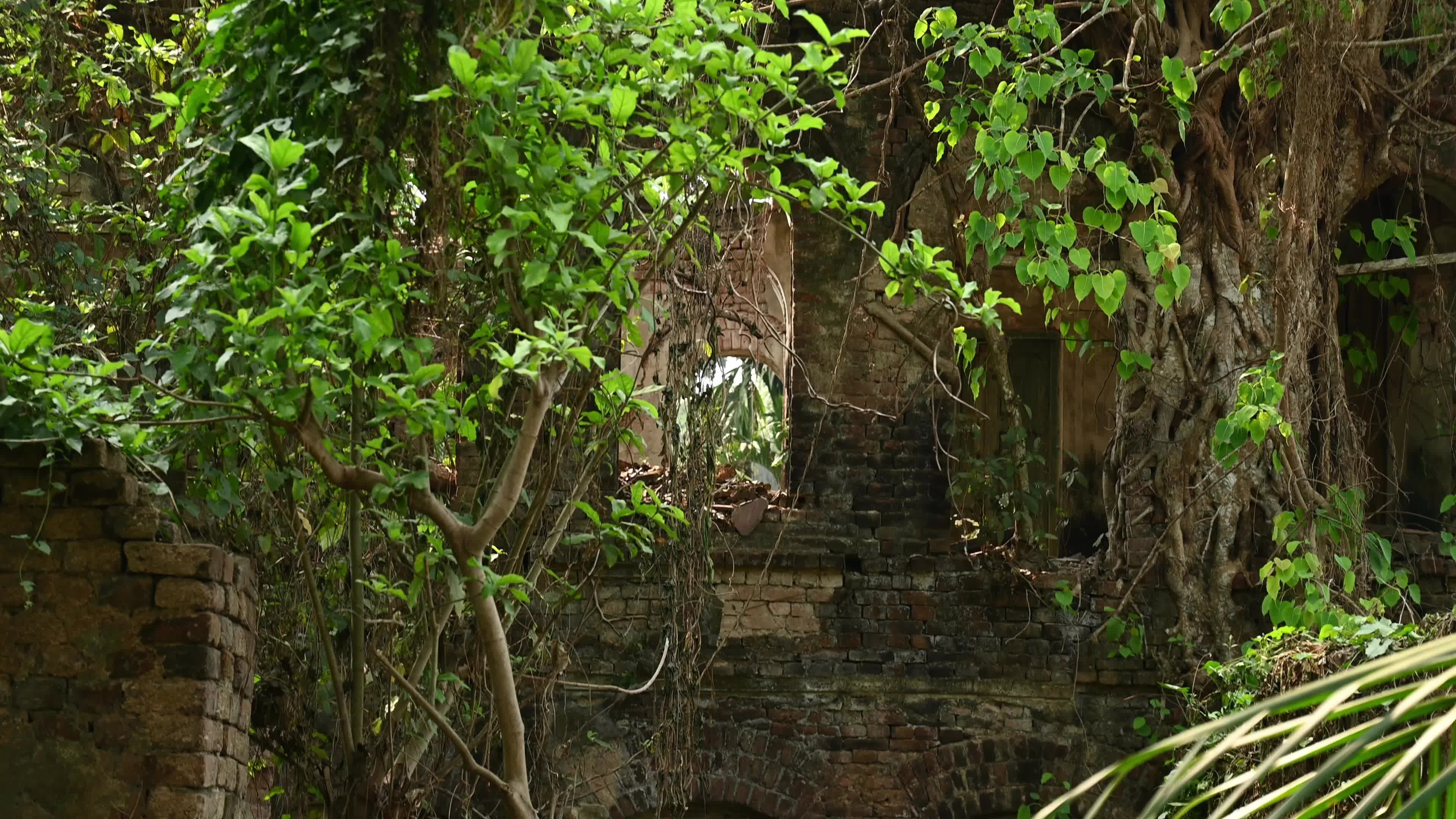 Large Trees growing on an abandoned house