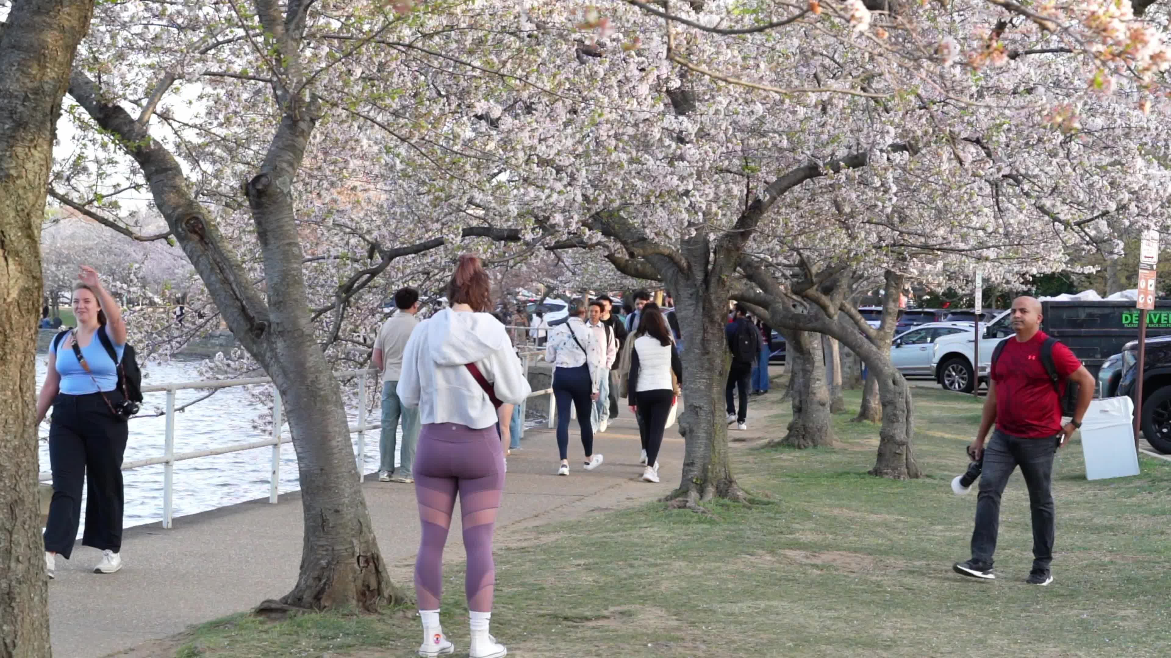 Cherry Blossoms Times In Washington DC