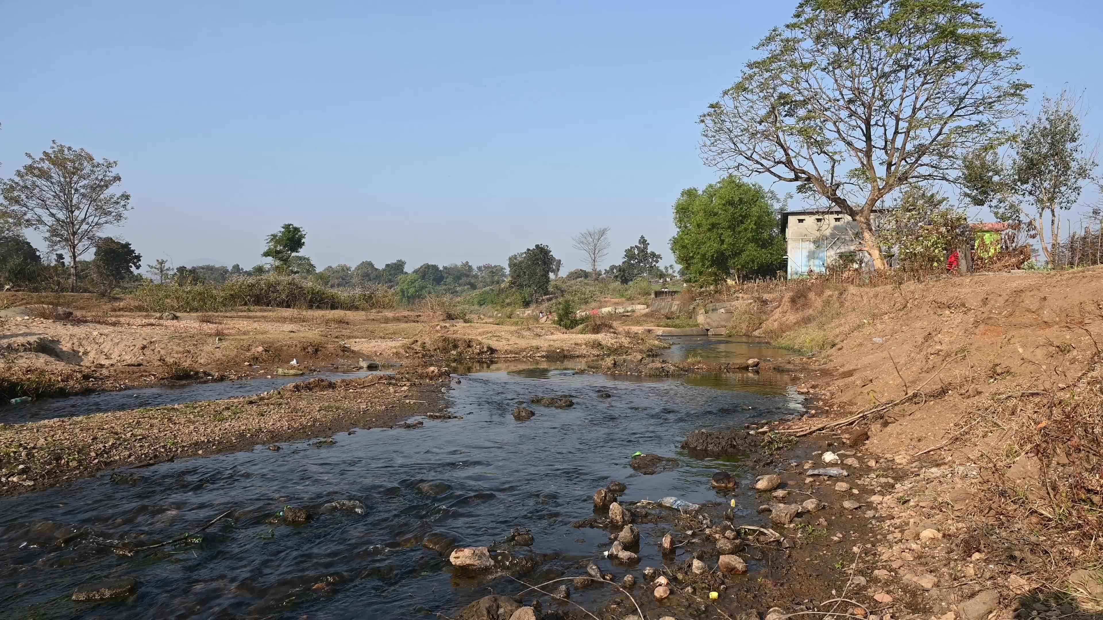 Ajodhya Hills - Indian Plateau - Ipomoea Carnea (Pink Morning Glory)