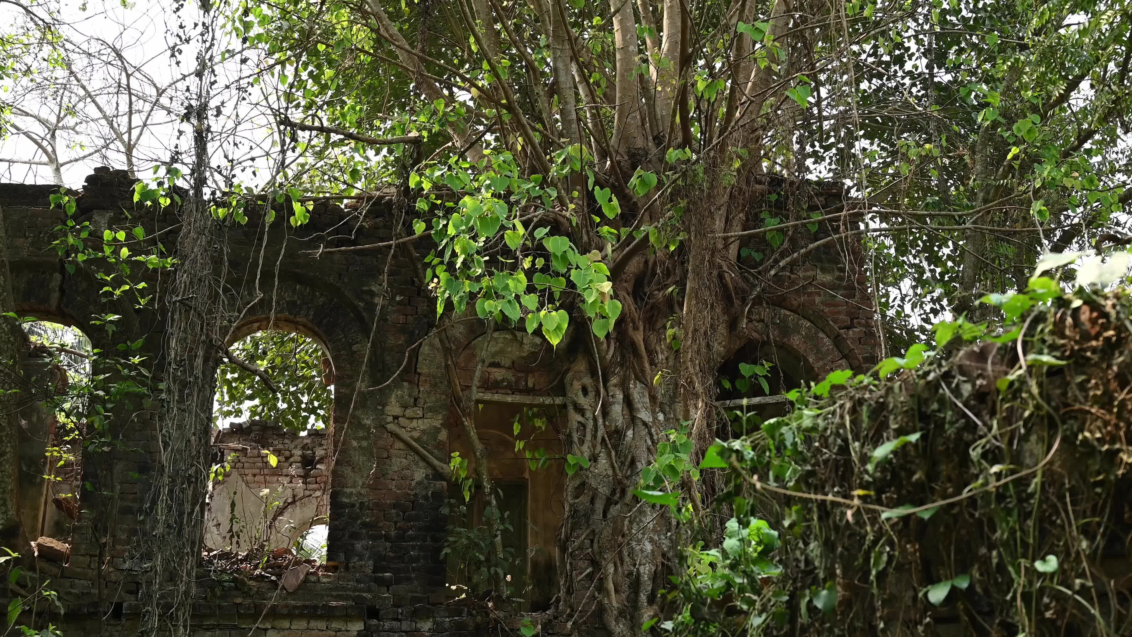 Large Trees growing on an abandoned house