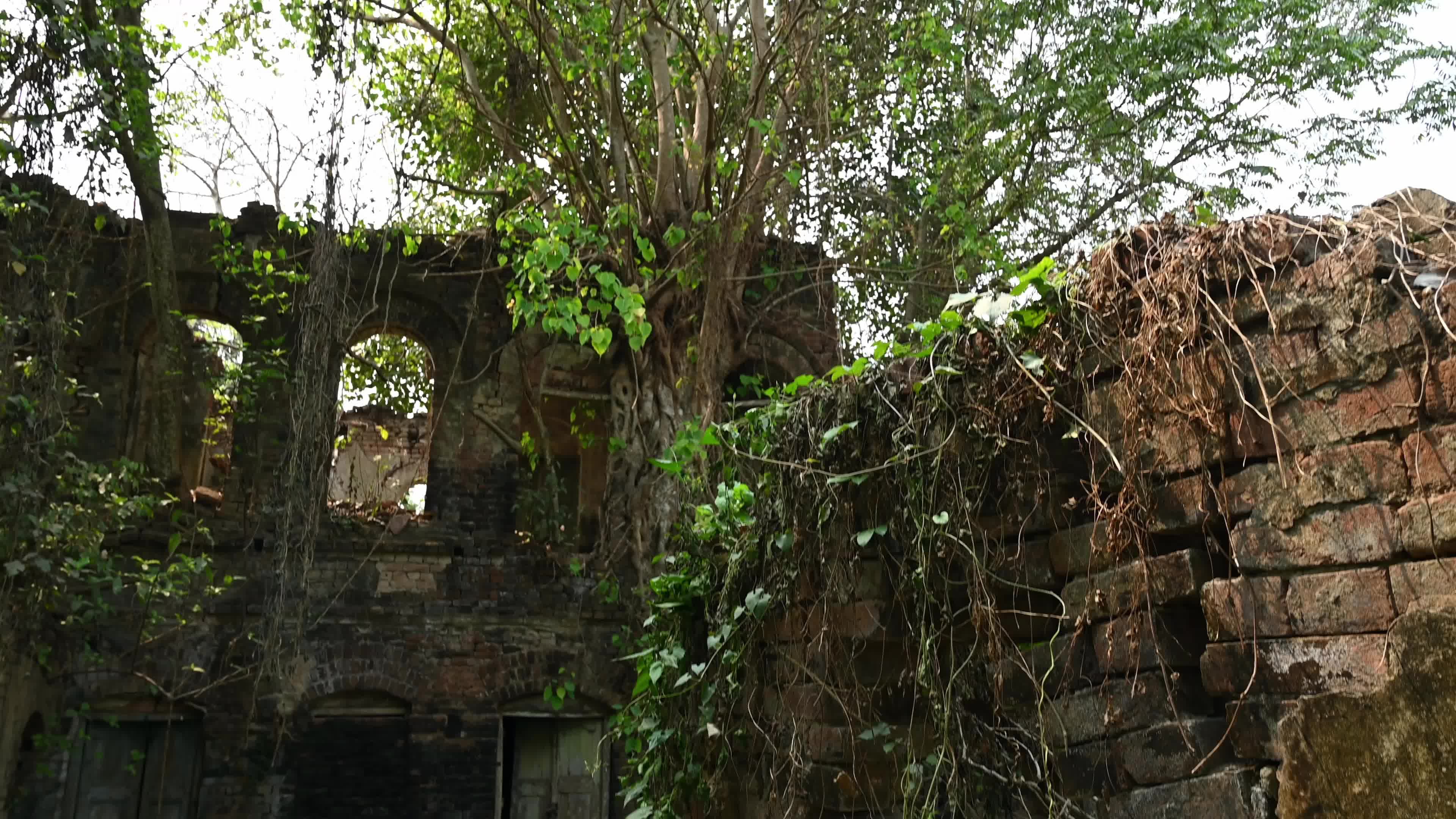Large Trees growing on an abandoned house