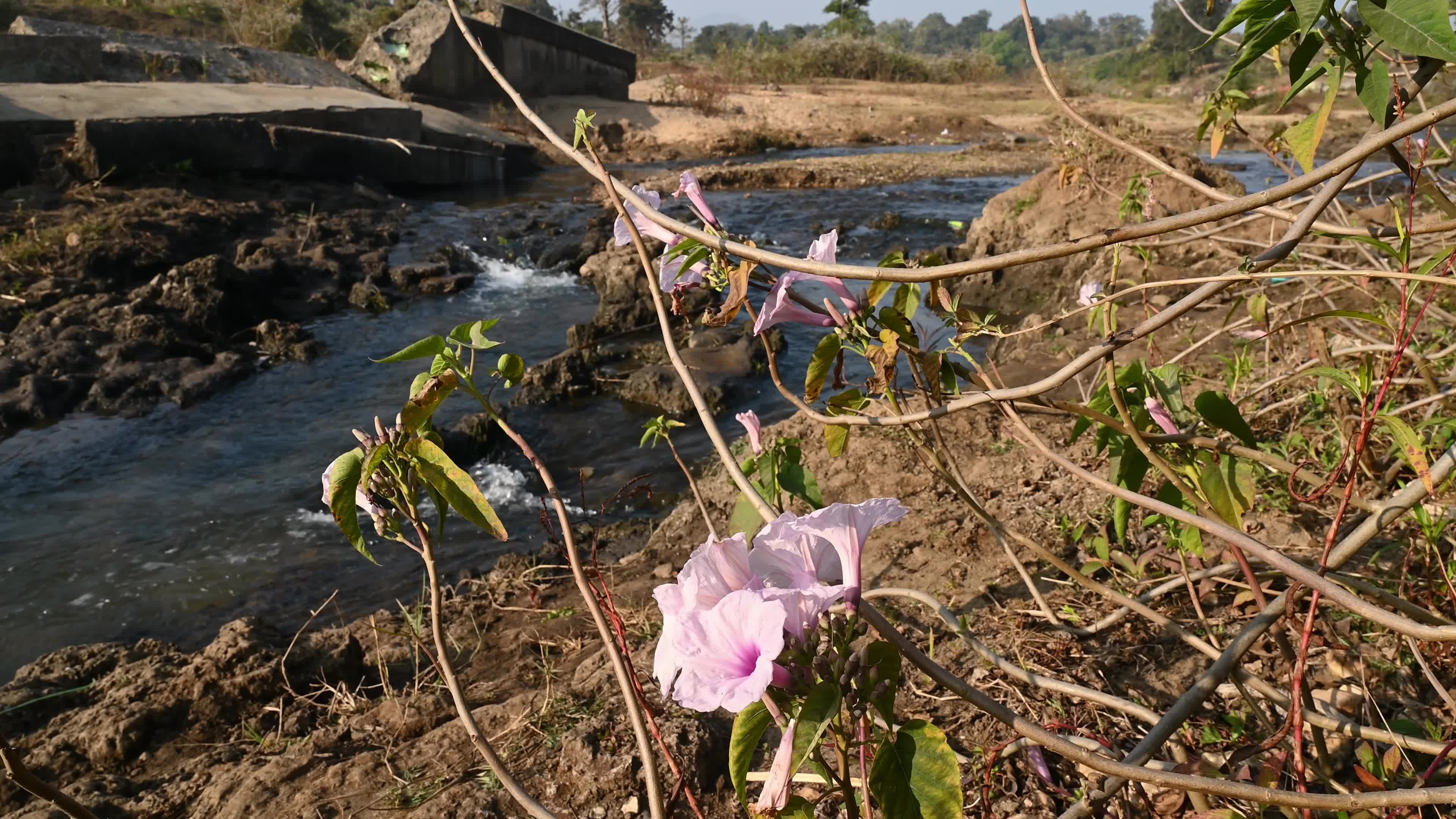 Ajodhya Hills - Indian Plateau - Ipomoea Carnea (Pink Morning Glory)