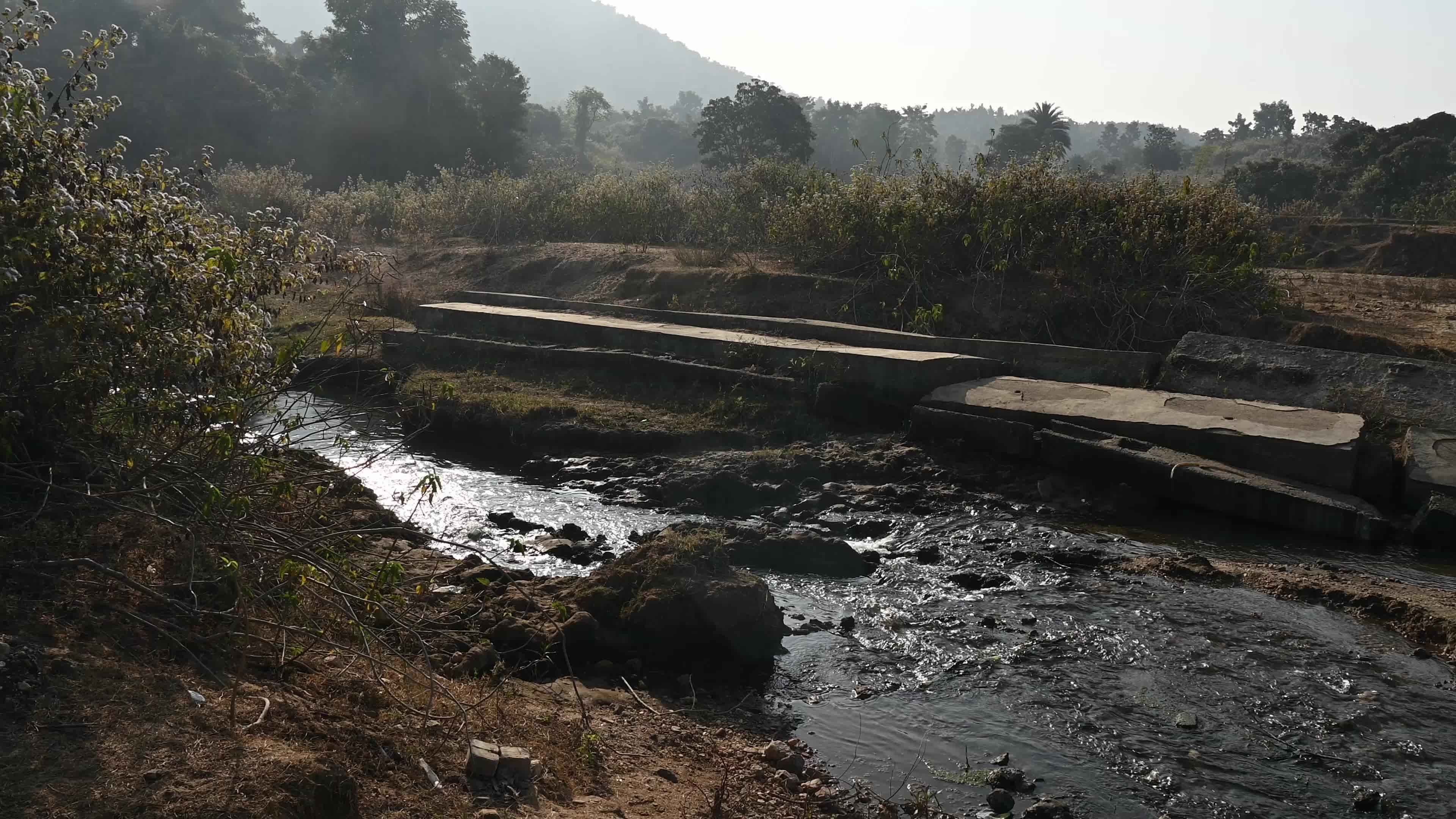 Ajodhya Hills - Indian Plateau - Ipomoea Carnea (Pink Morning Glory)