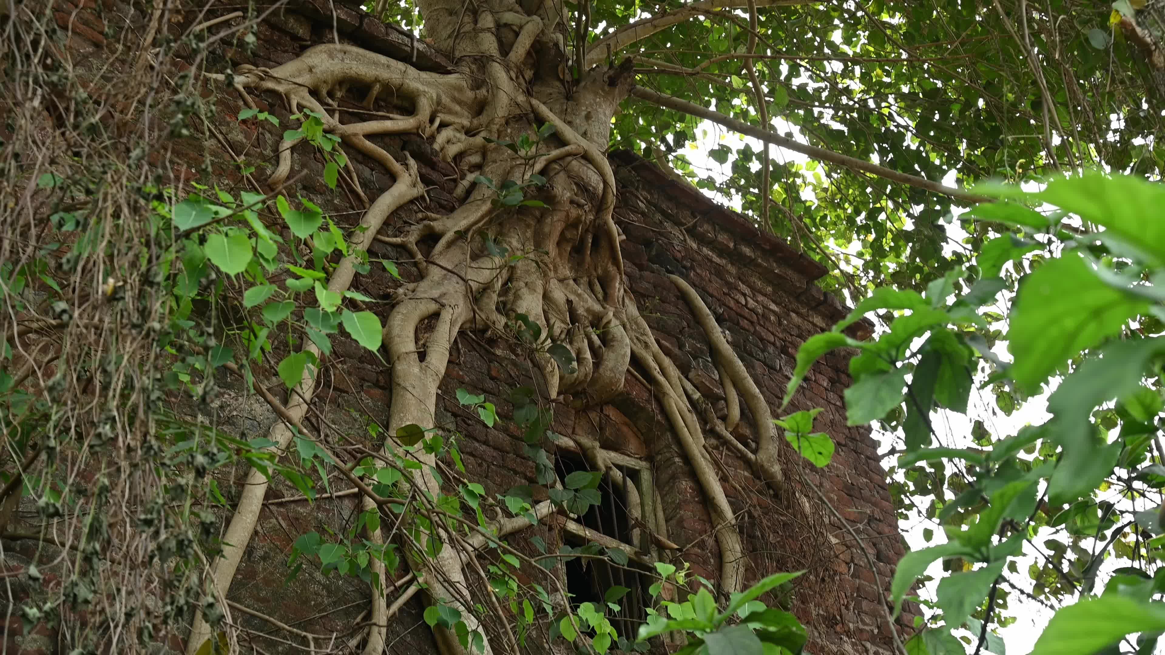 Large Trees growing on an abandoned house