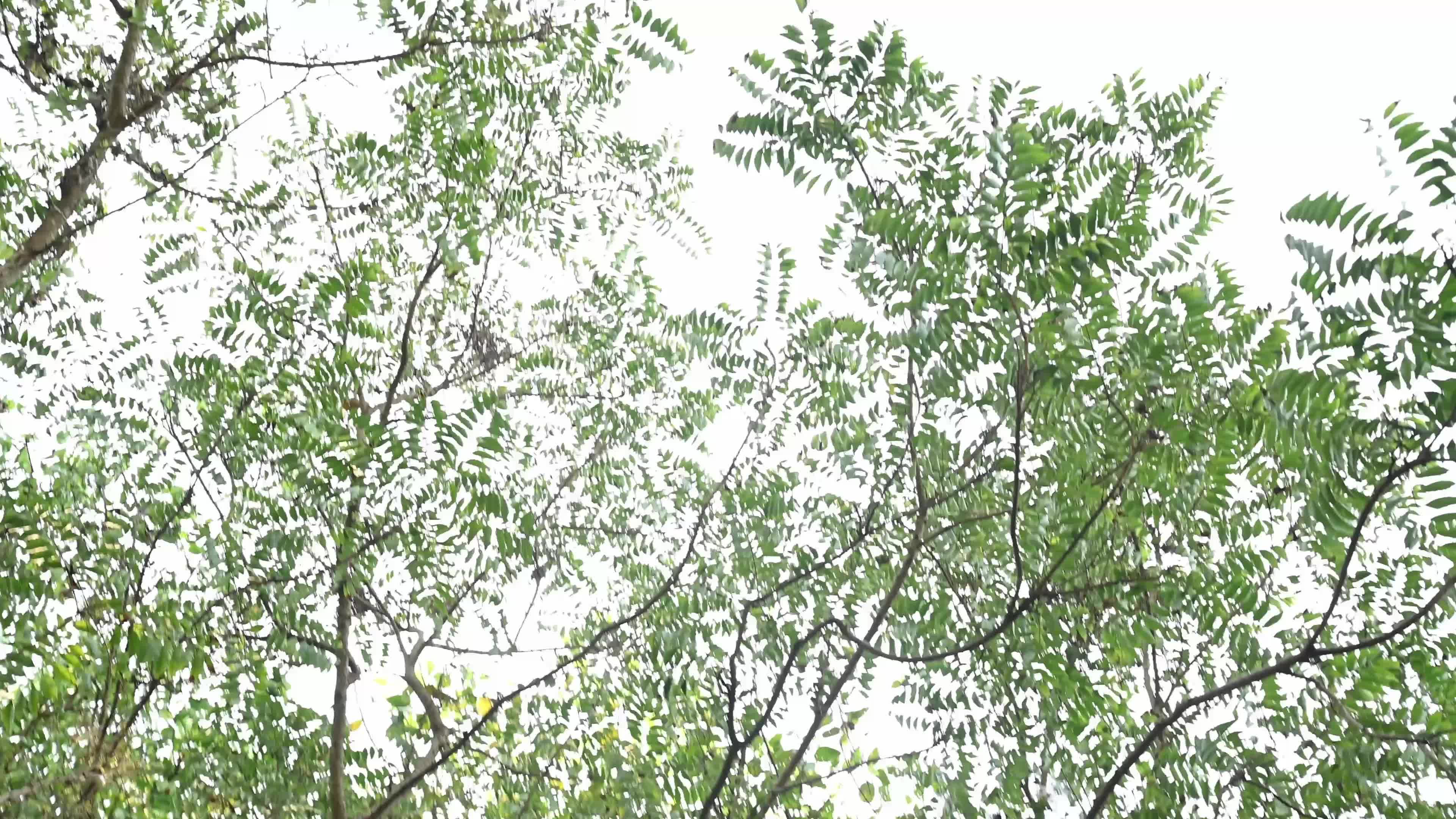 Large Trees growing on an abandoned house
