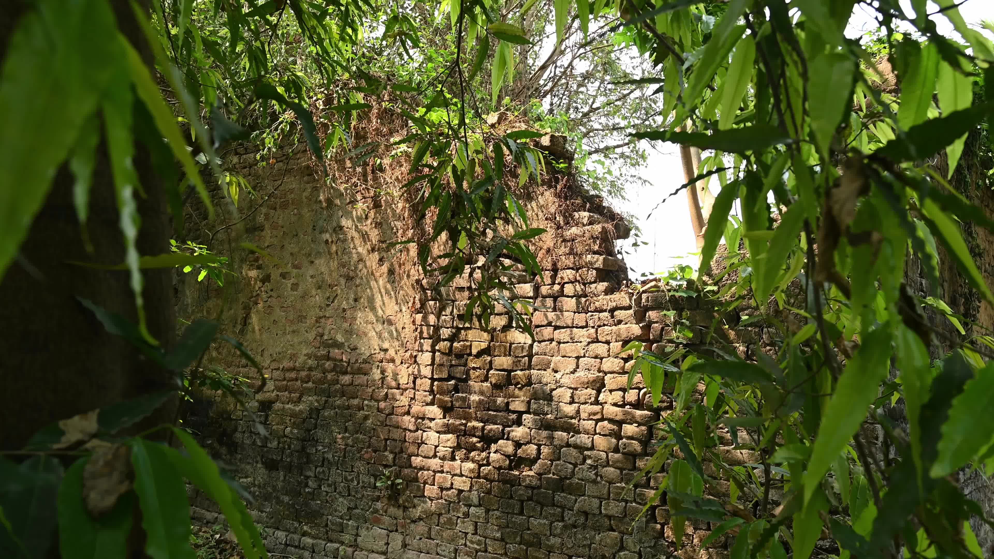 Large Trees growing on an abandoned house