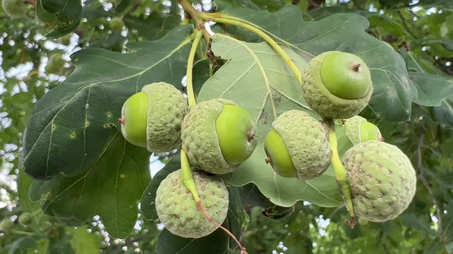 Acorns