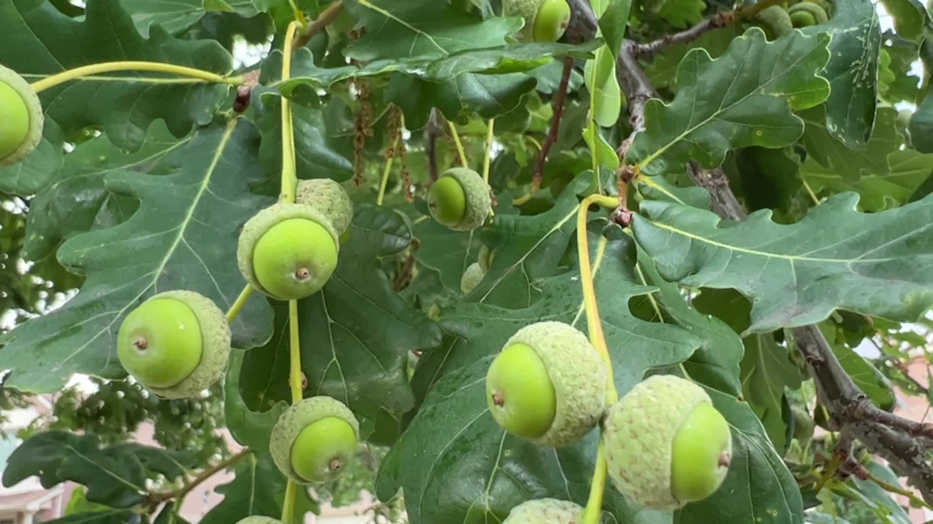 Acorns