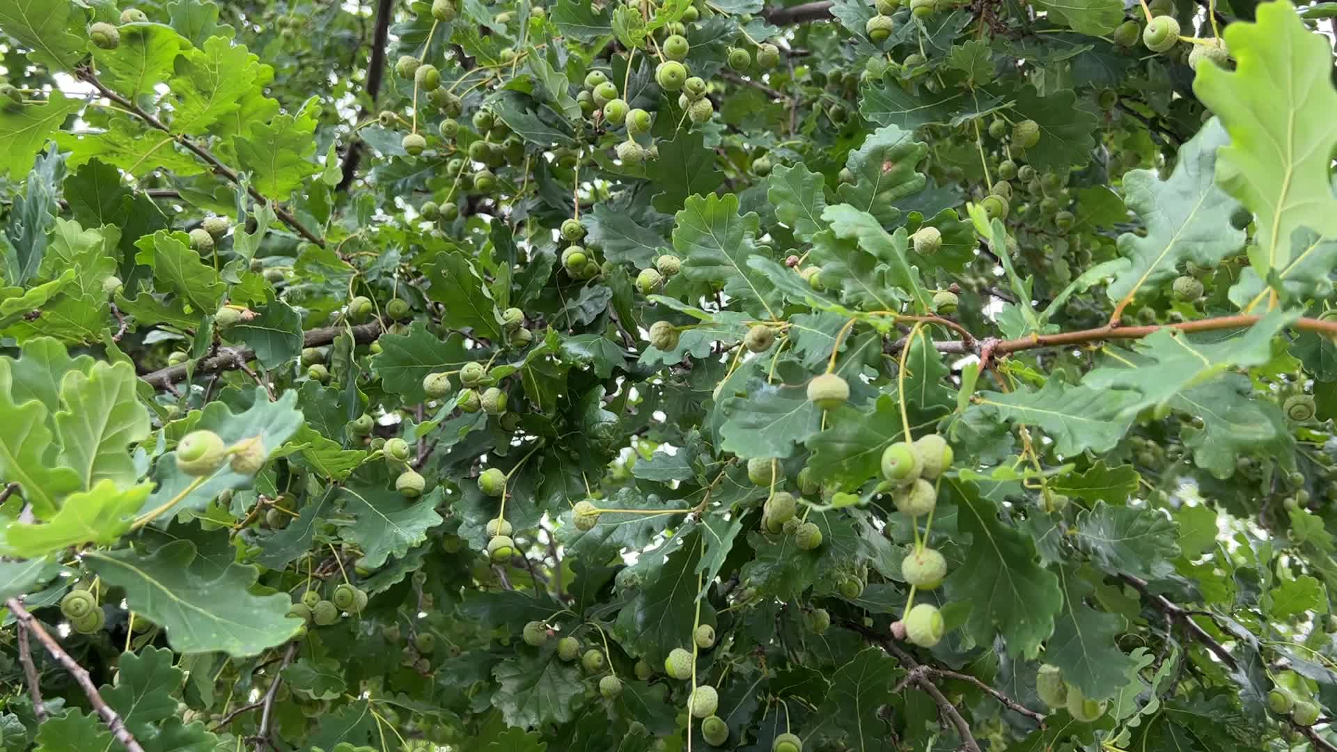 Acorns