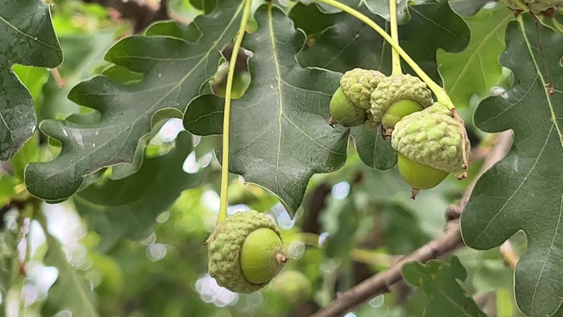 Acorns