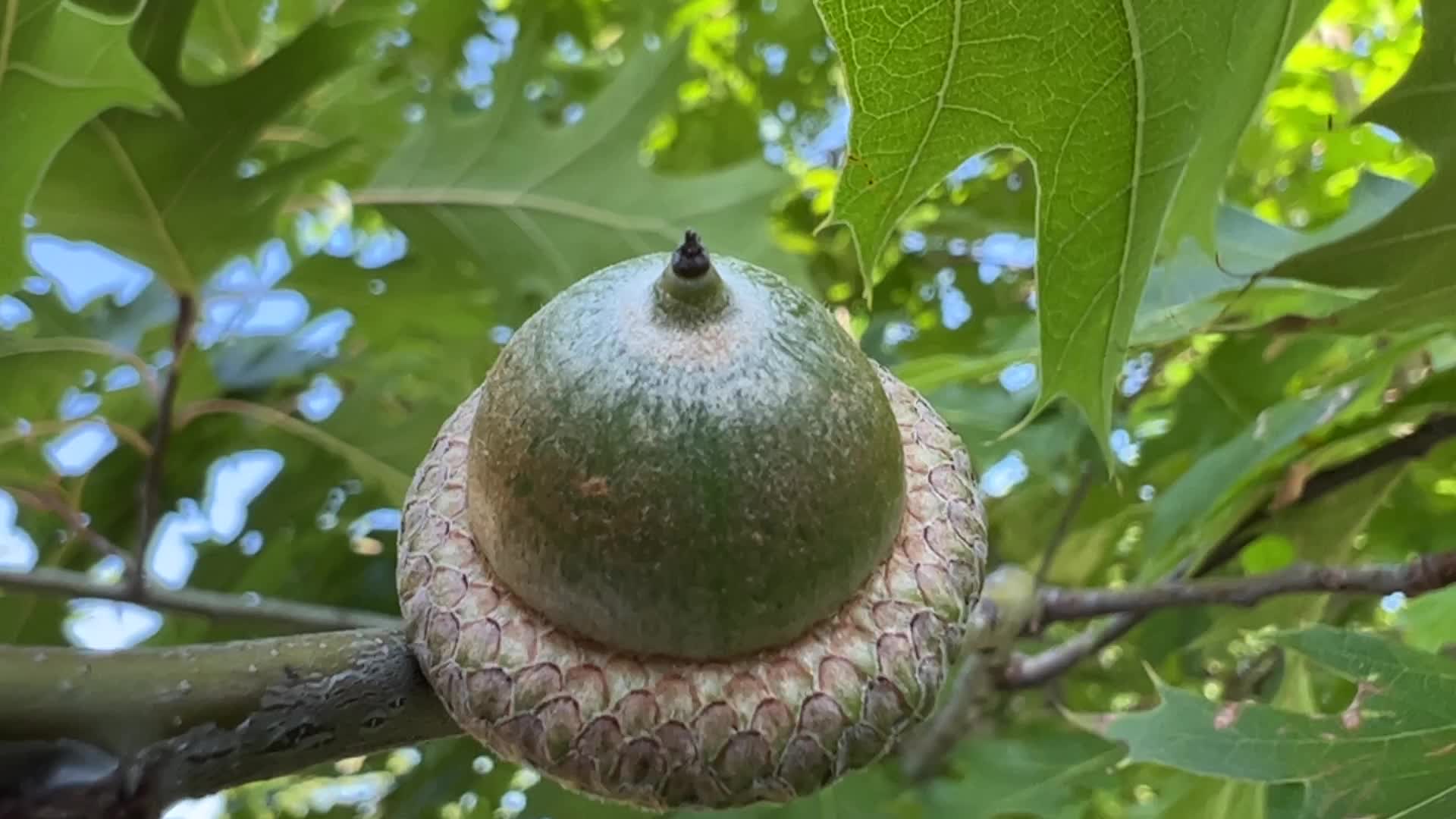 Acorns