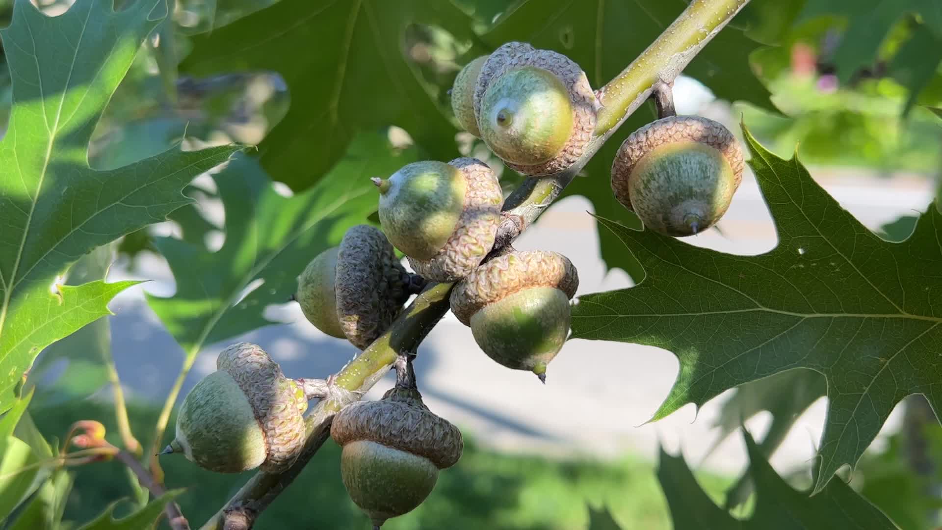 Acorns