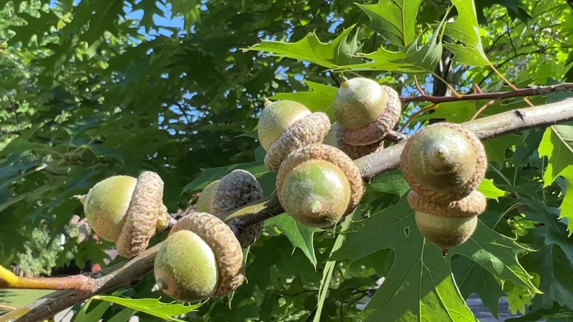 Acorns