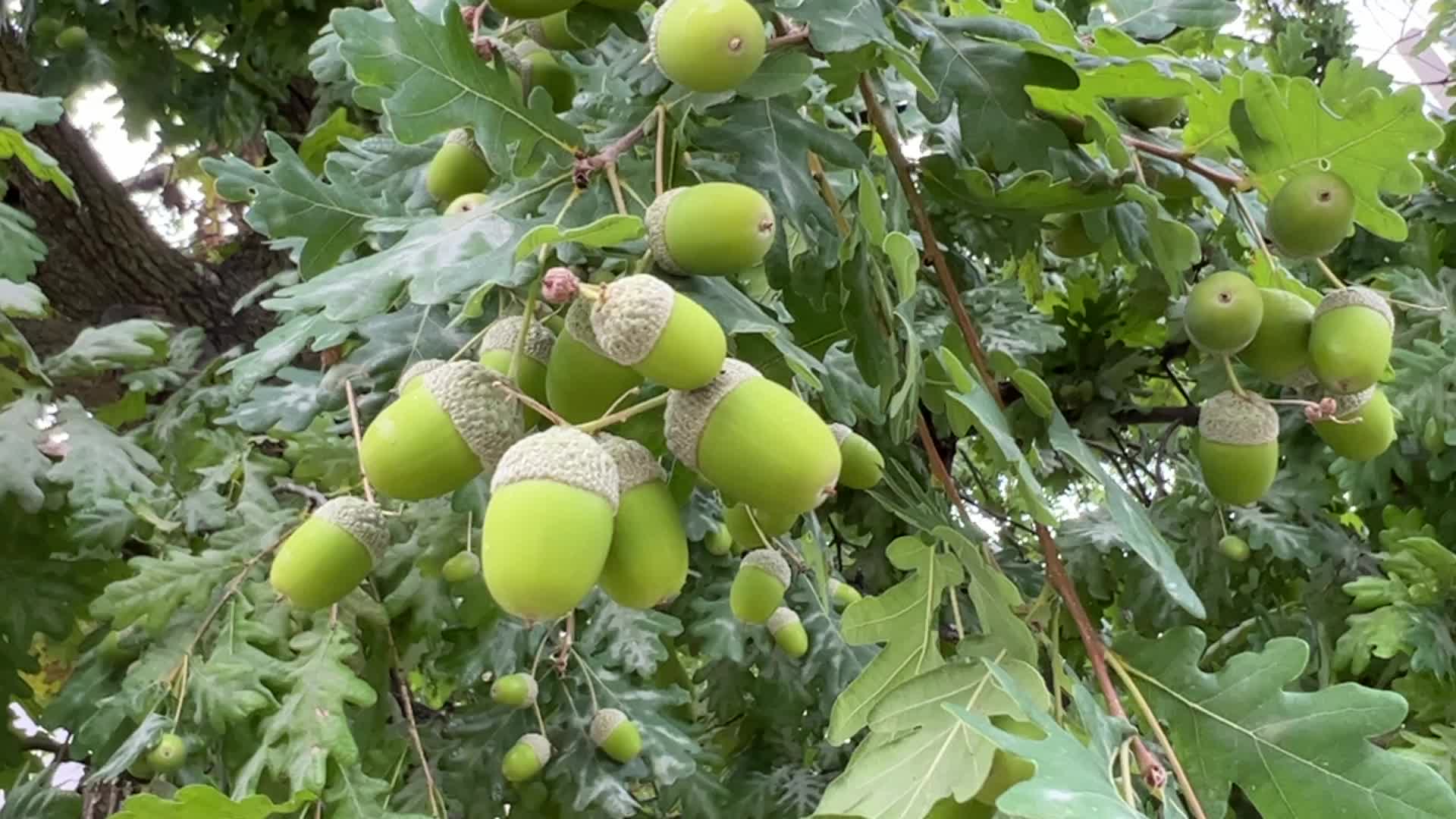 Acorns
