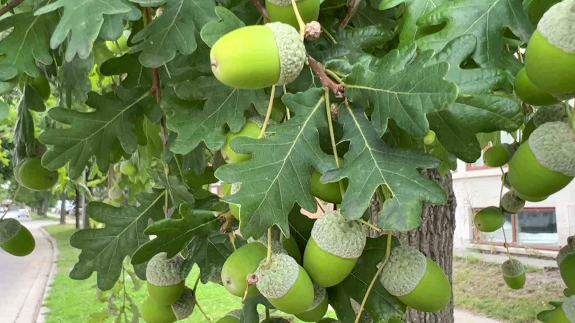 Acorns