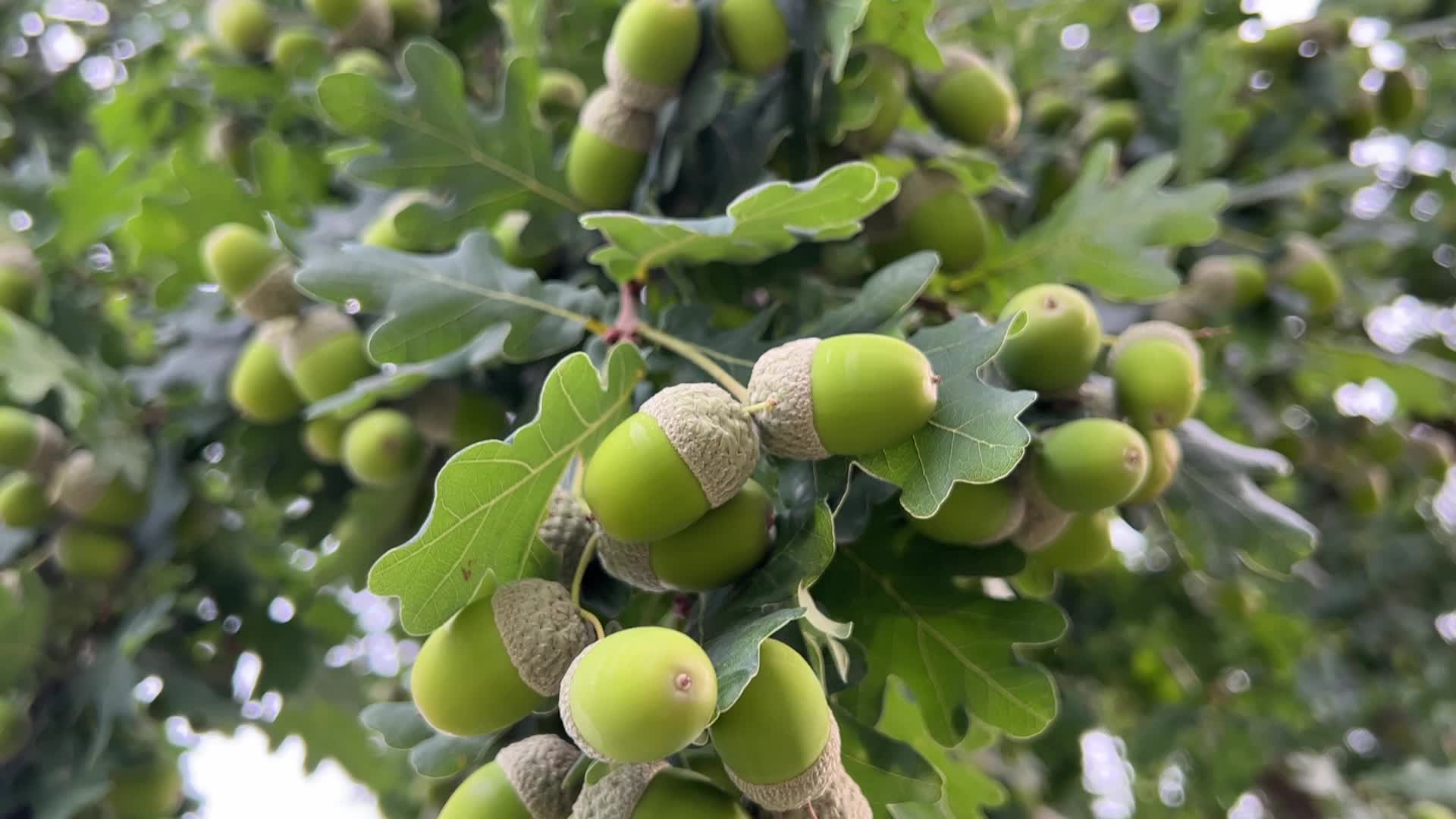 Acorns