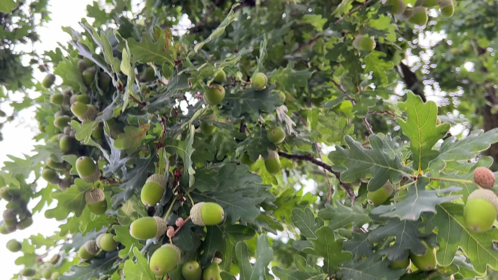 Acorns