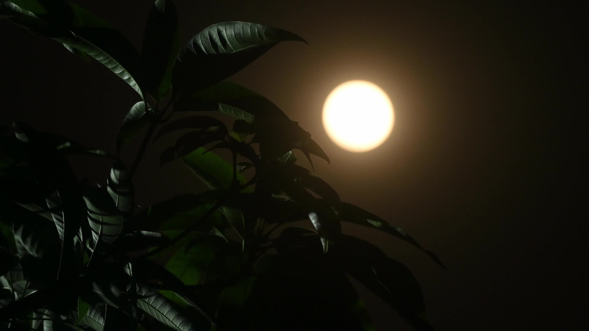 April Pink Moon 2026 - 04/01/2026