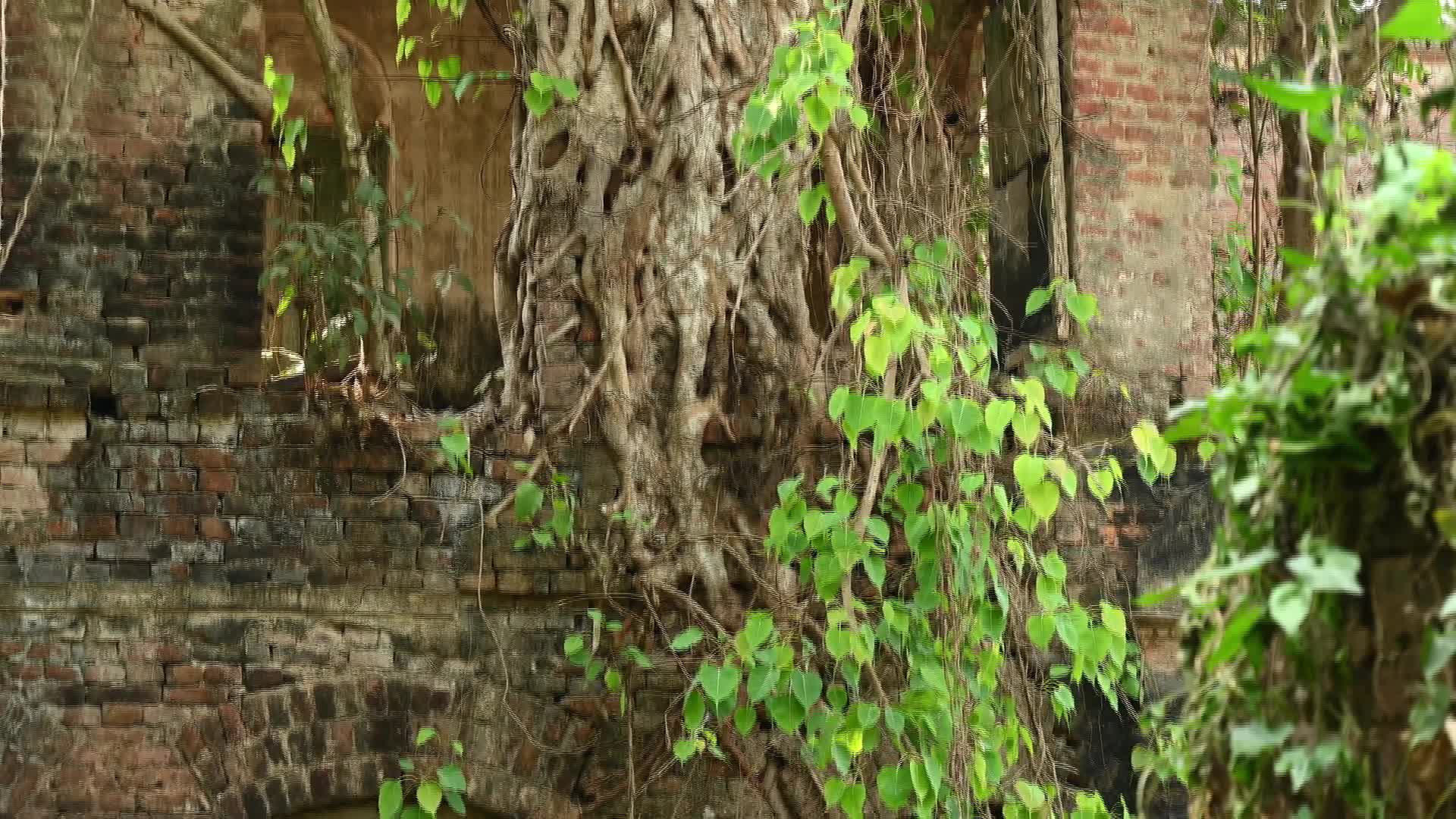 Large Trees growing on an abandoned house - 03/25/2026