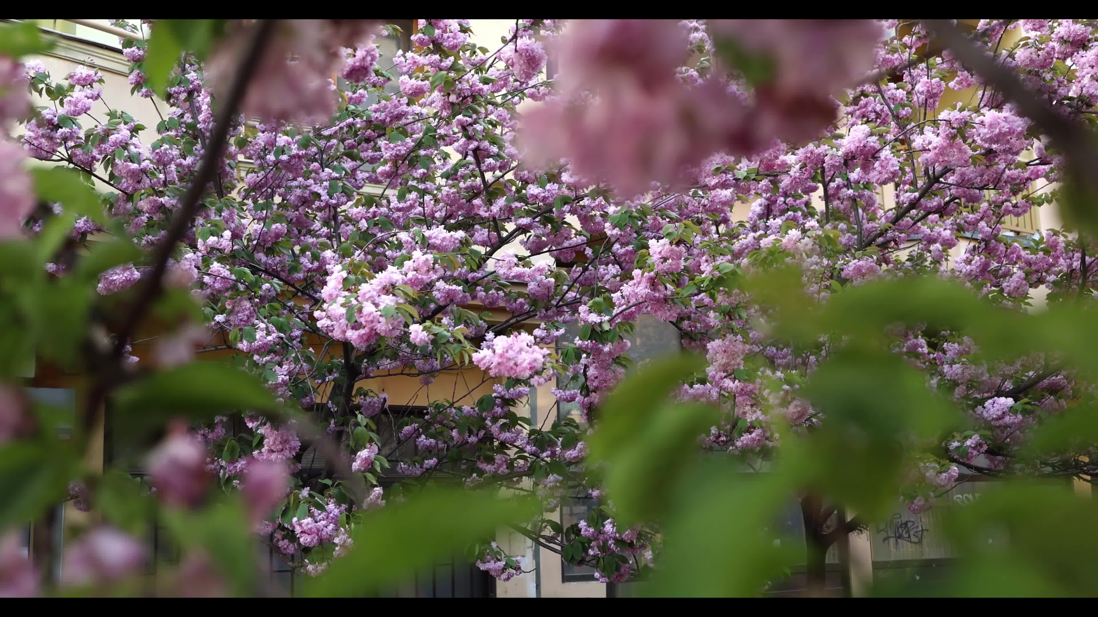 Cherry blossoms