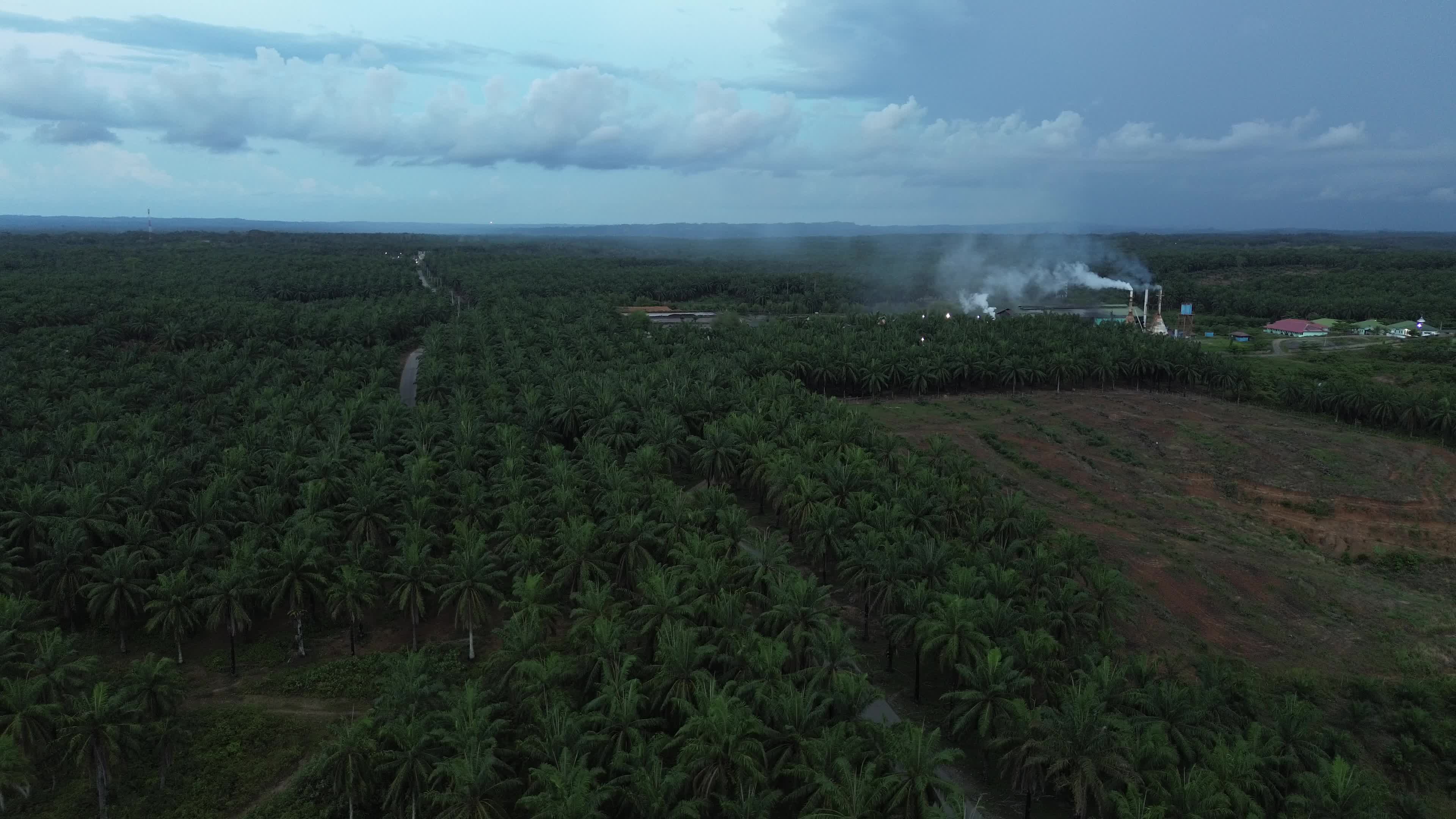 Aerial View of Palm Oil Plantation in North Aceh