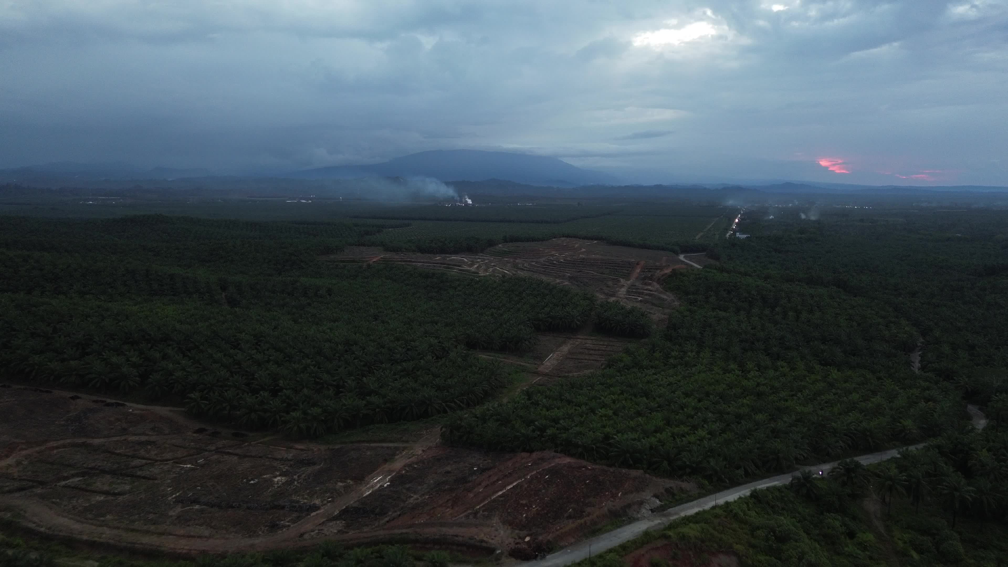Aerial View of Palm Oil Plantation in North Aceh
