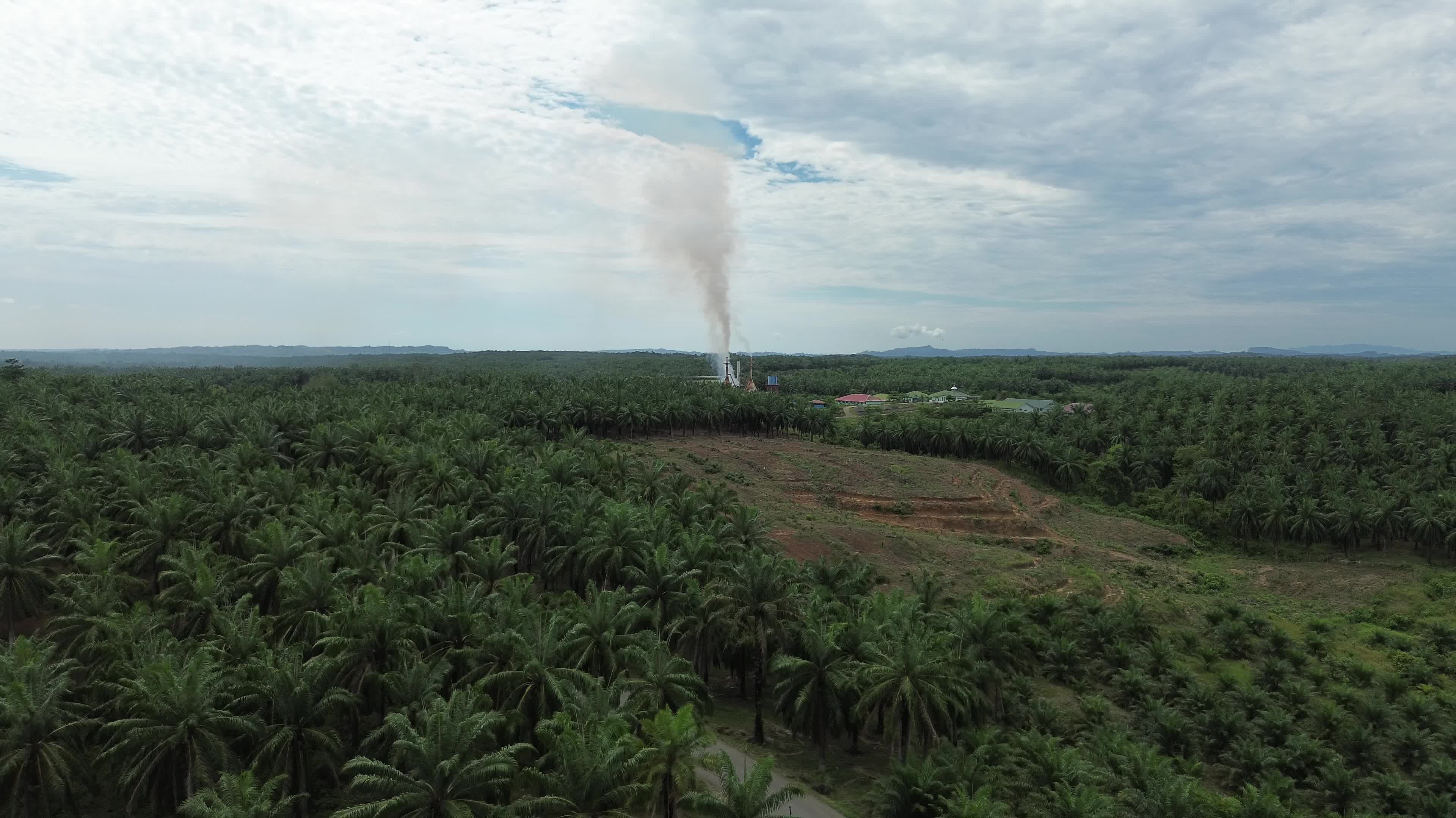 Aerial View of Palm Oil Plantation in North Aceh