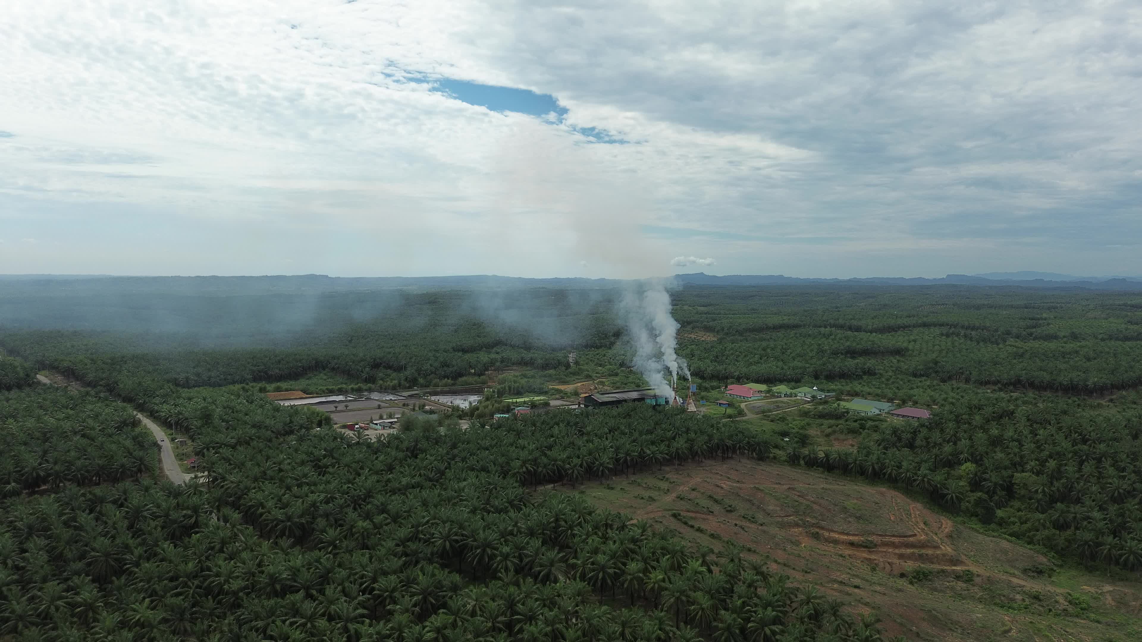 Aerial View of Palm Oil Plantation in North Aceh