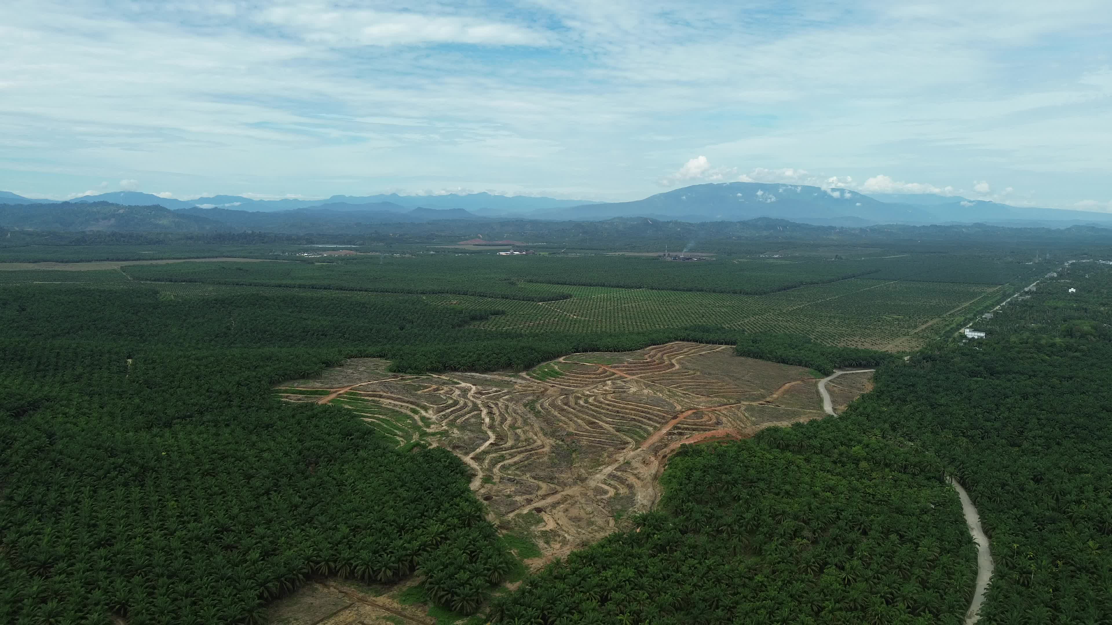 Aerial View of Palm Oil Plantation in North Aceh