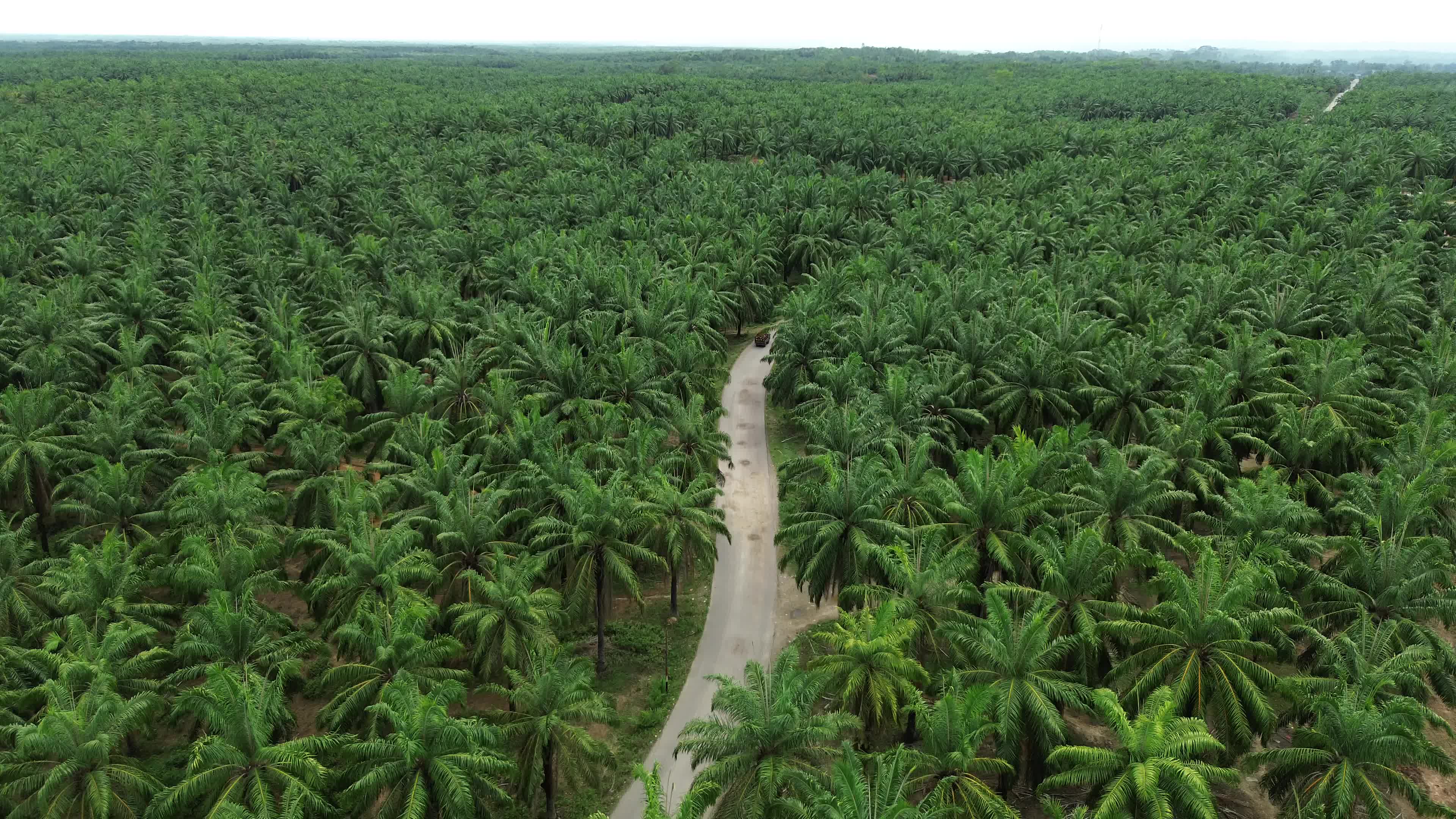 Aerial View of Palm Oil Plantation in North Aceh
